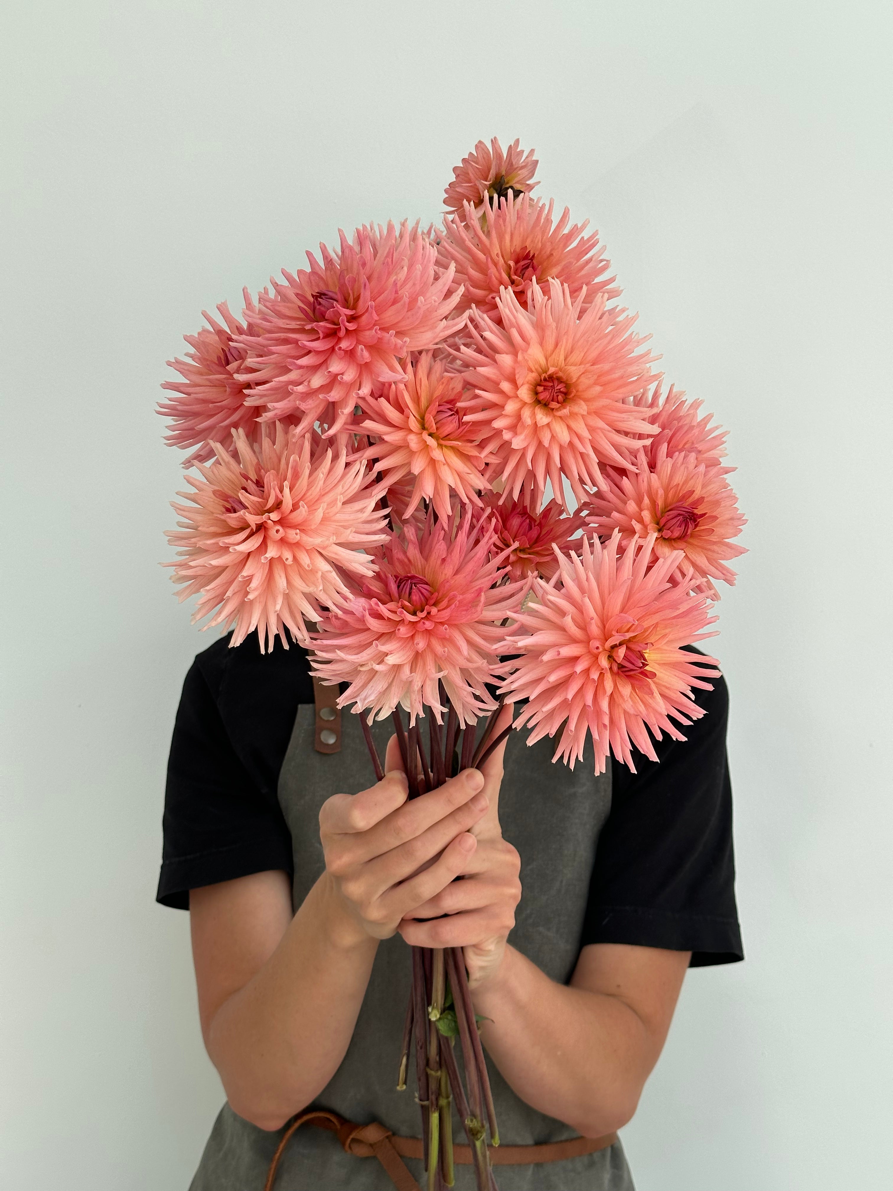 Dahlia Henriette