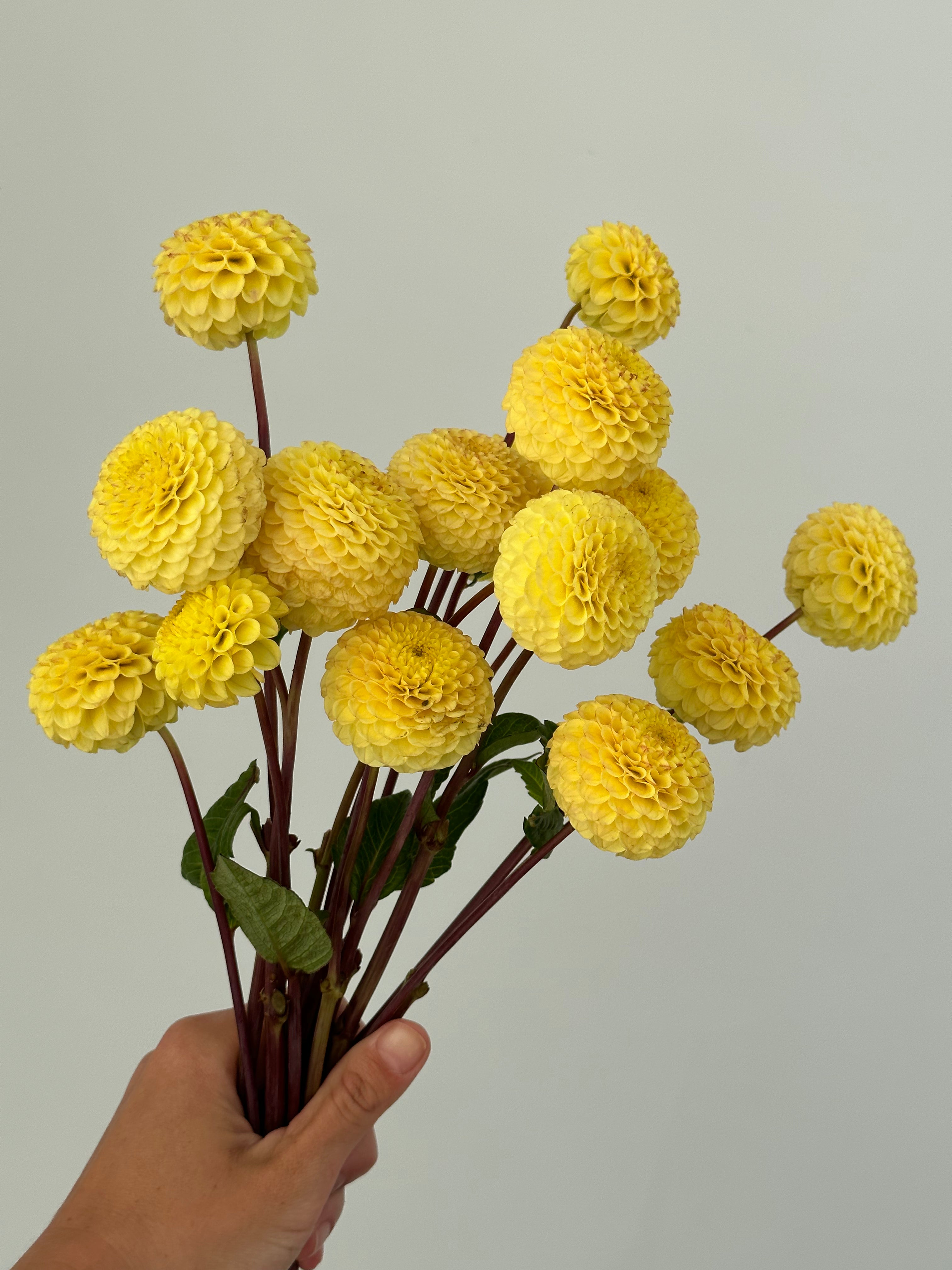 Dahlia Buttercup