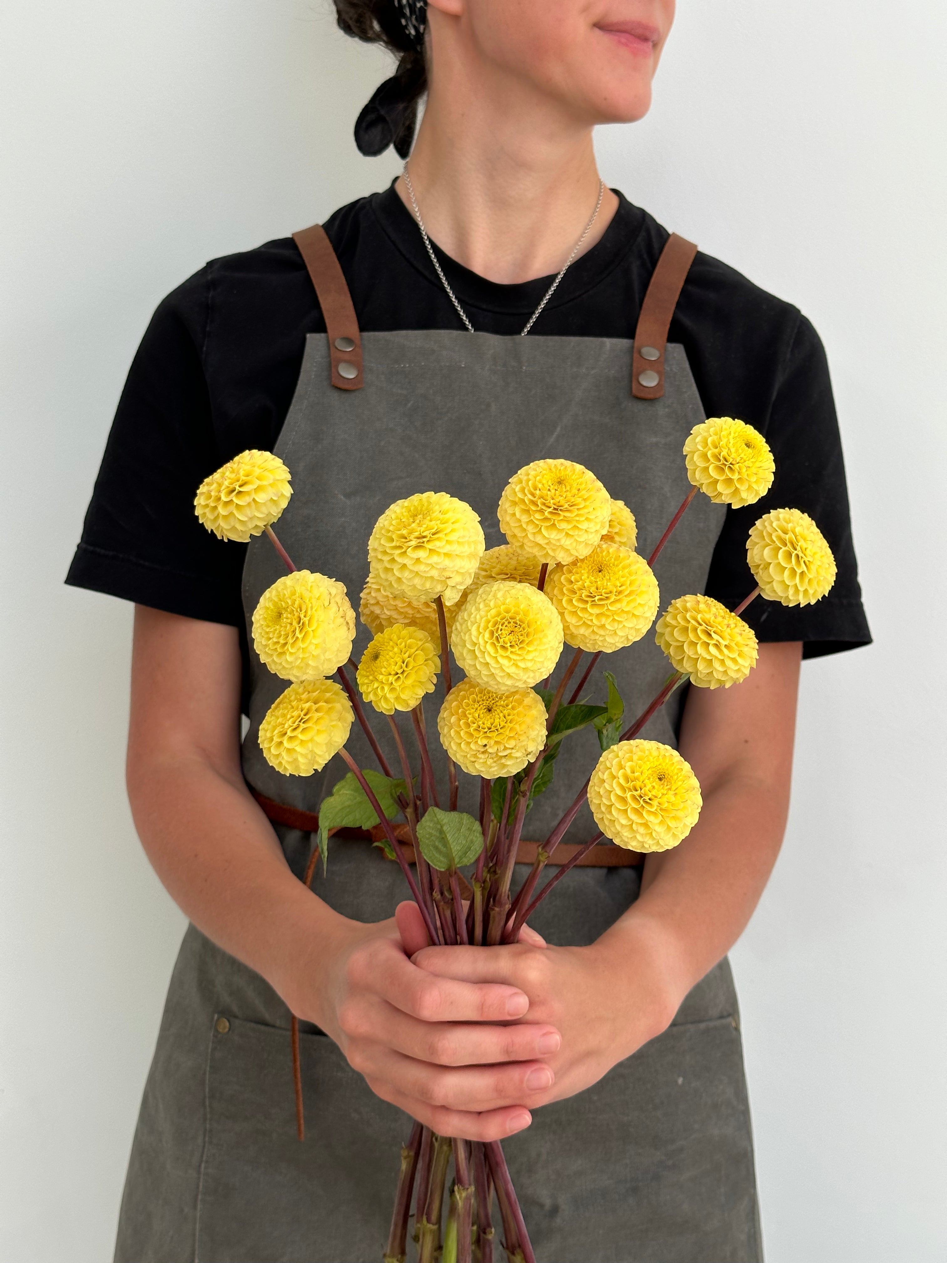 Dahlia Buttercup
