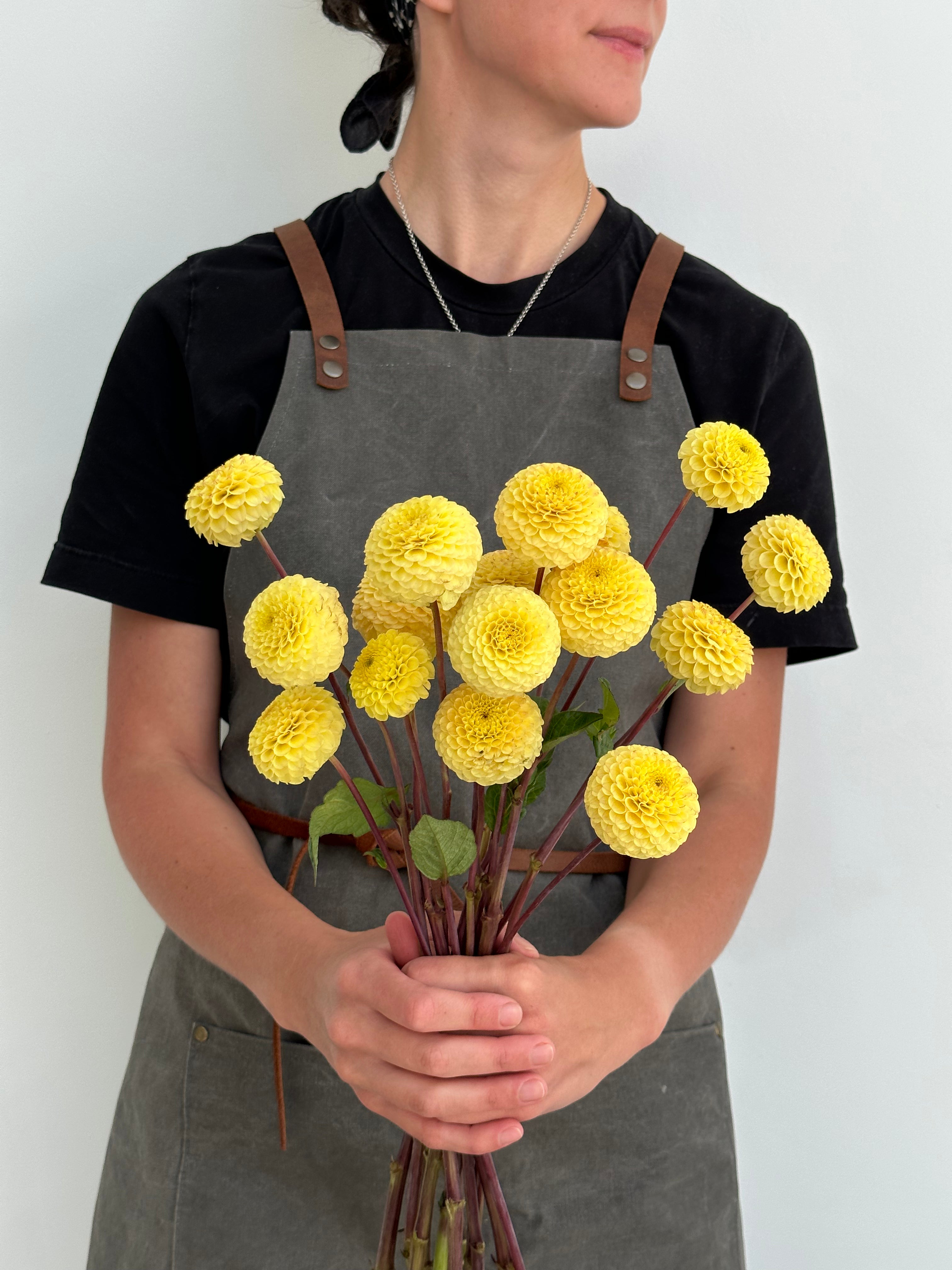 Dahlia Buttercup