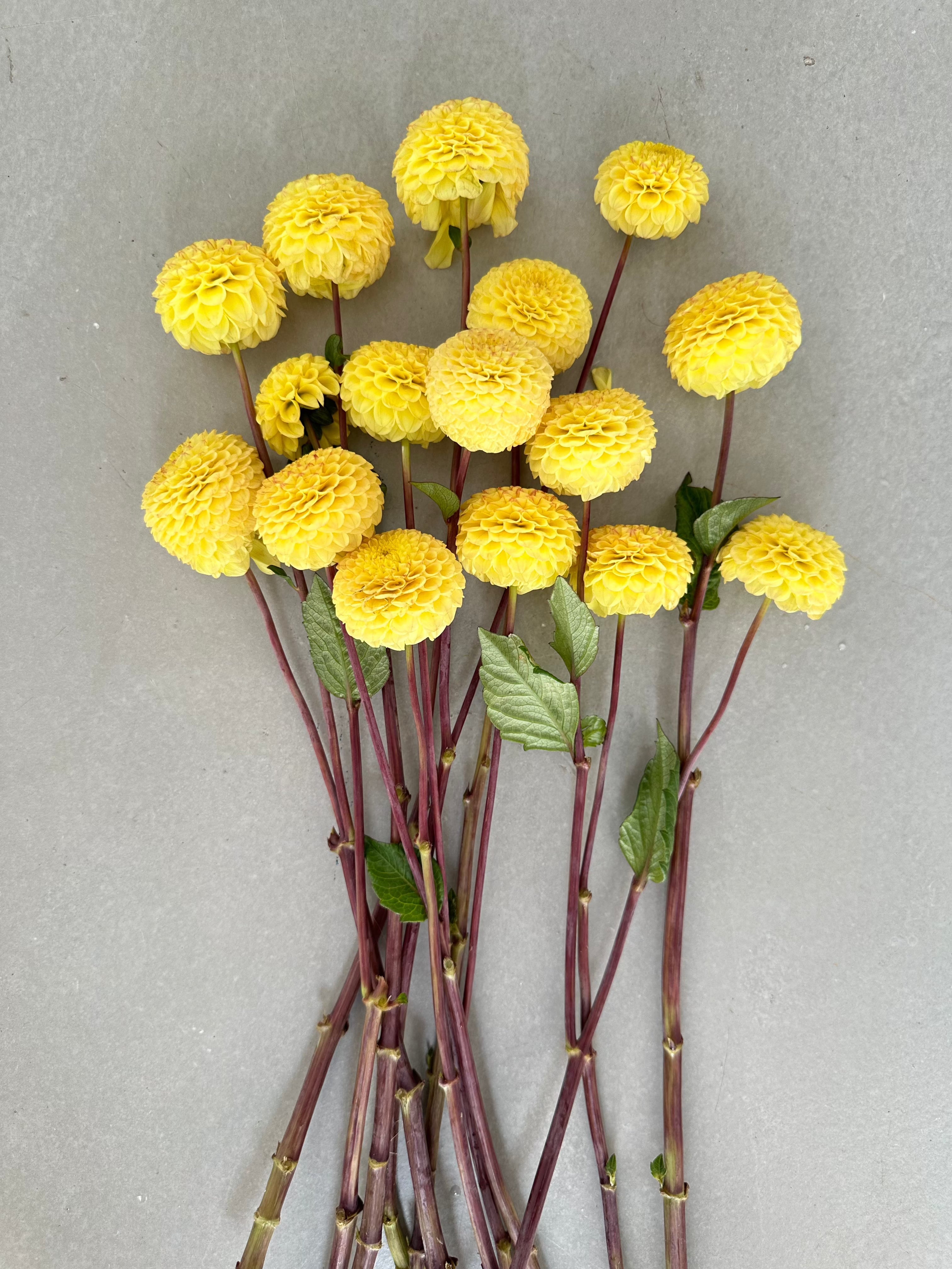 Dahlia Buttercup