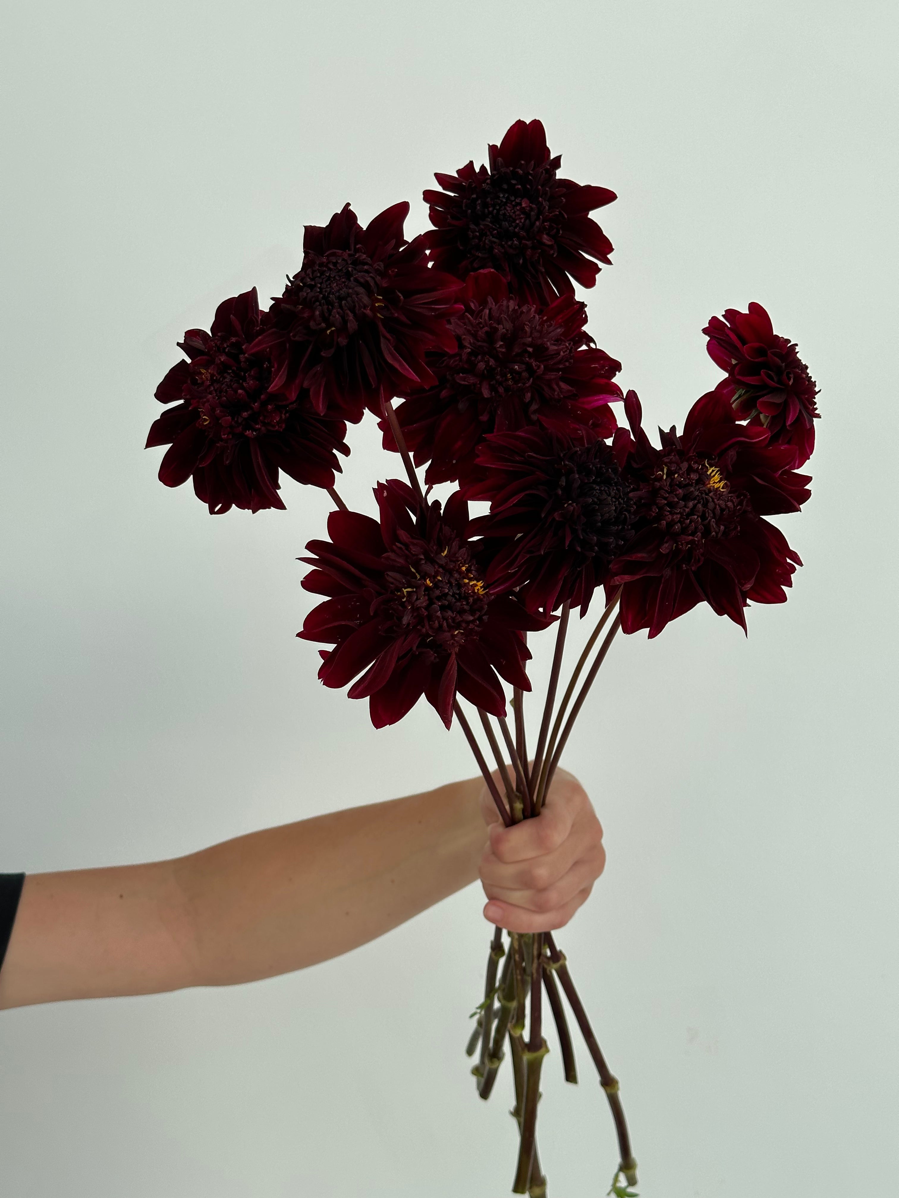 Dahlia Soulman