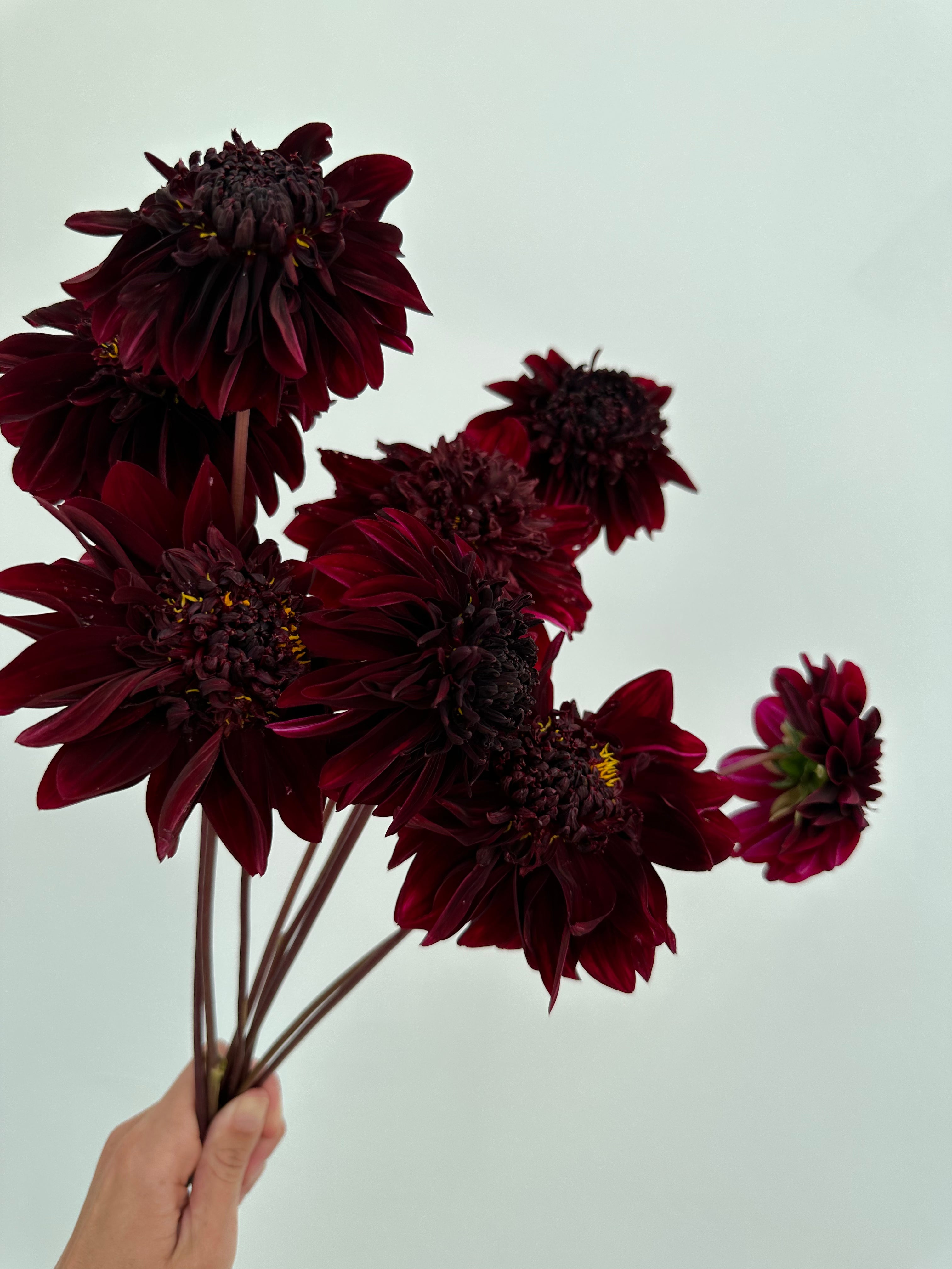 Dahlia Soulman