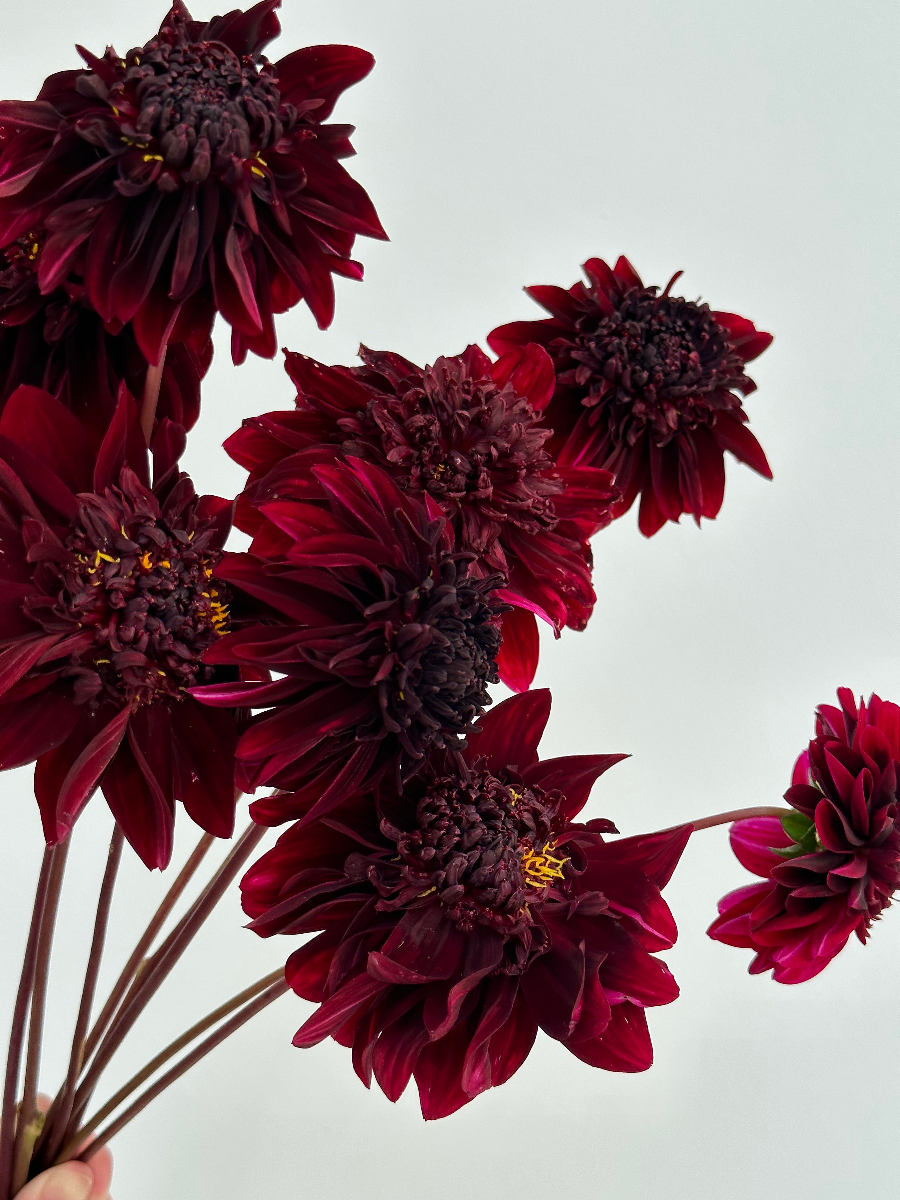 Dahlia Soulman