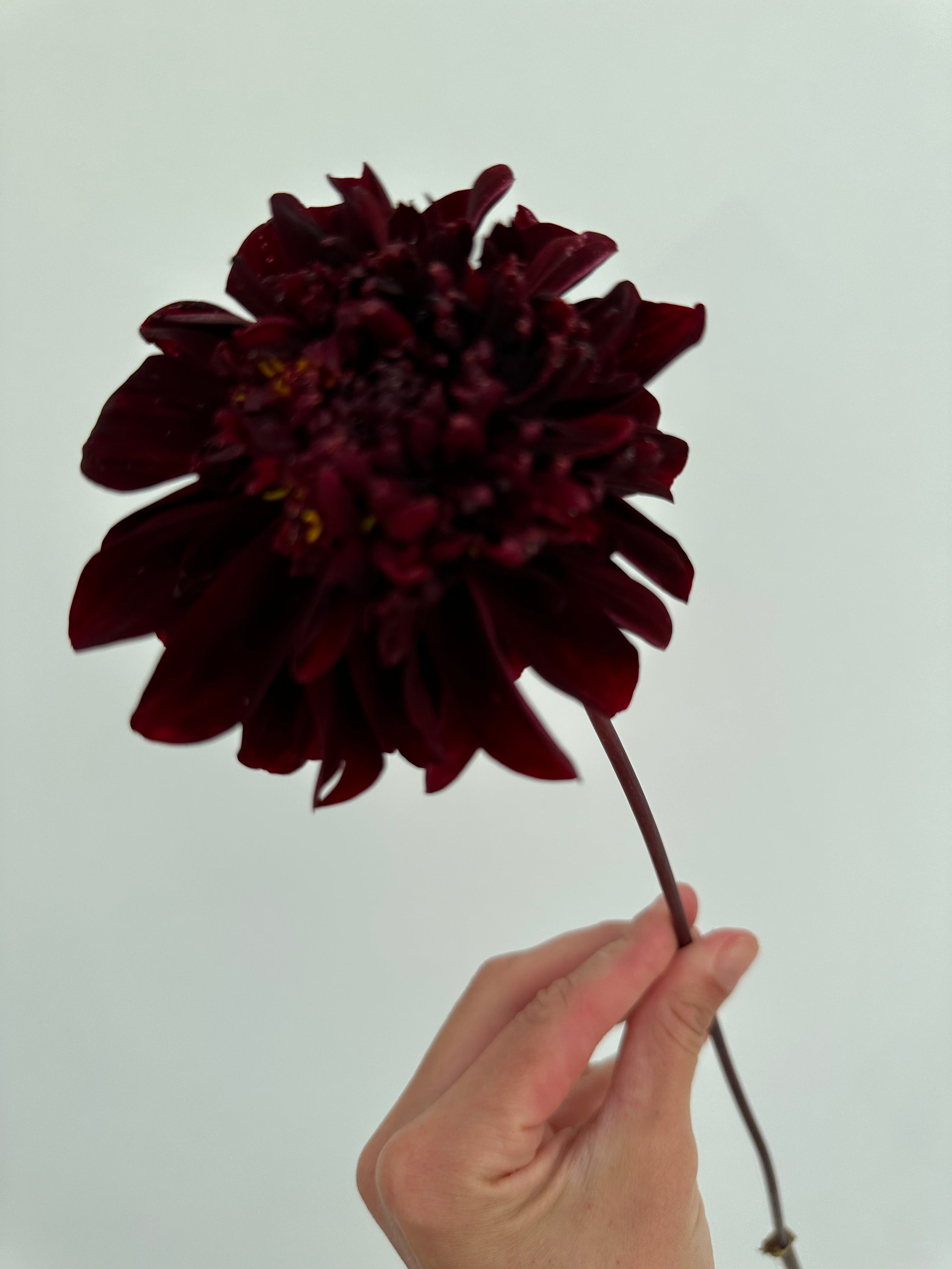 Dahlia Soulman