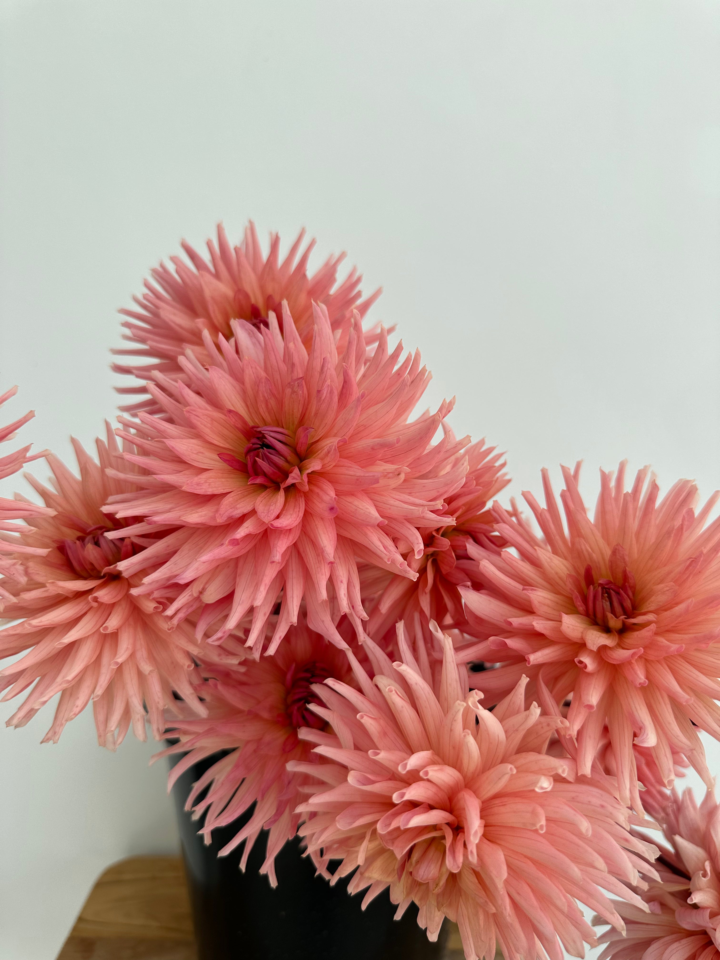 Dahlia Henriette