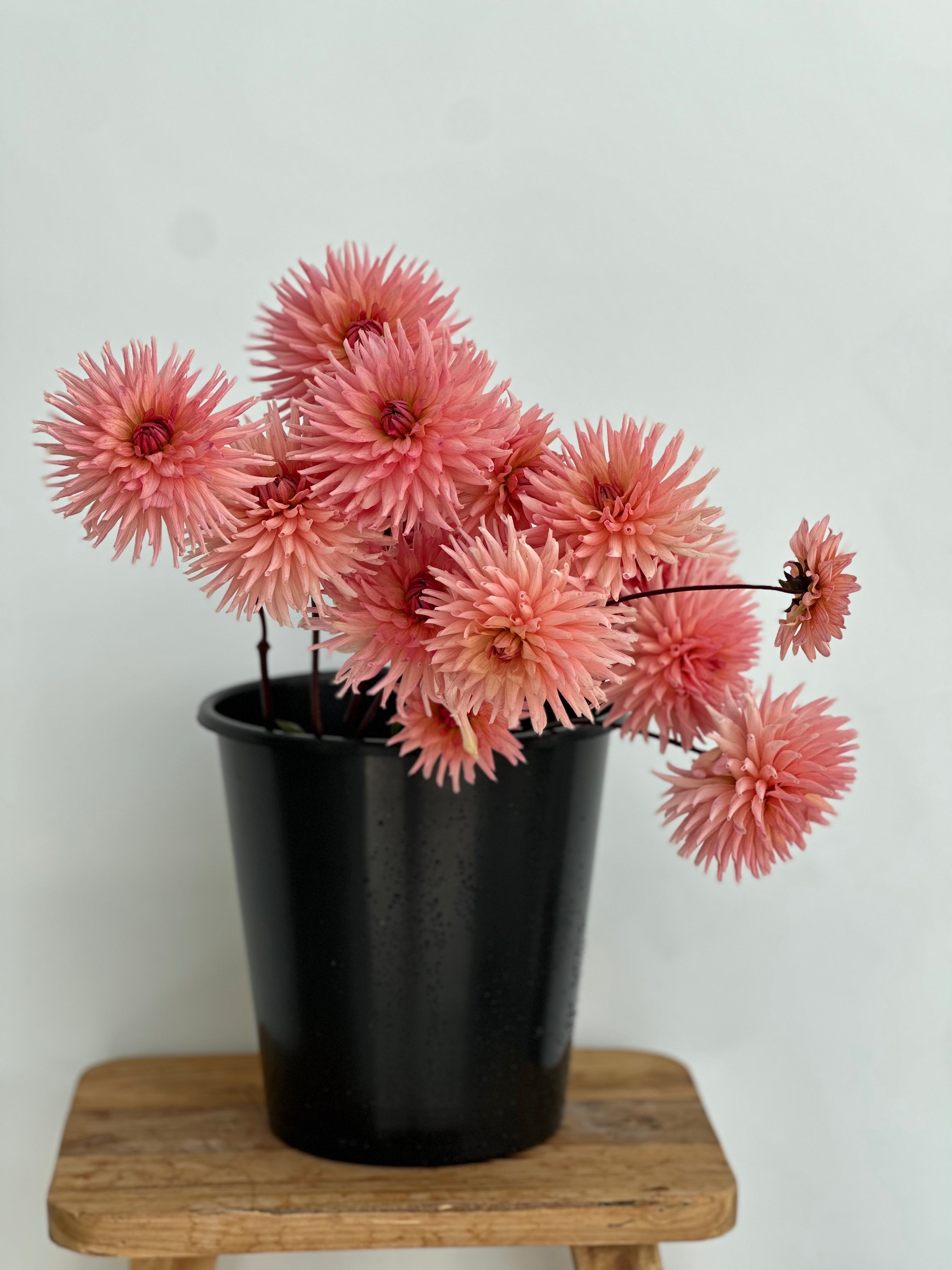 Dahlia Henriette