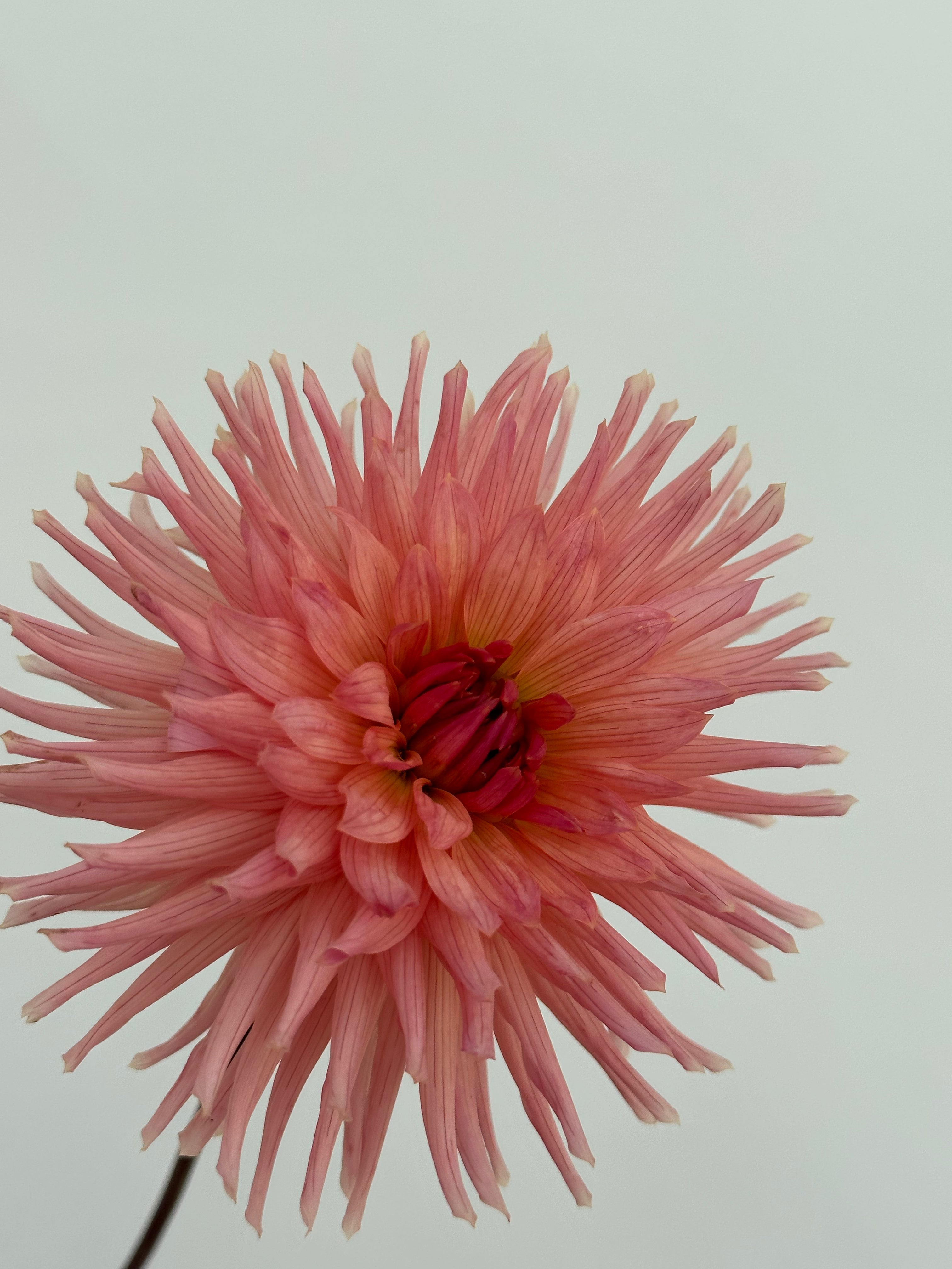 Dahlia Henriette