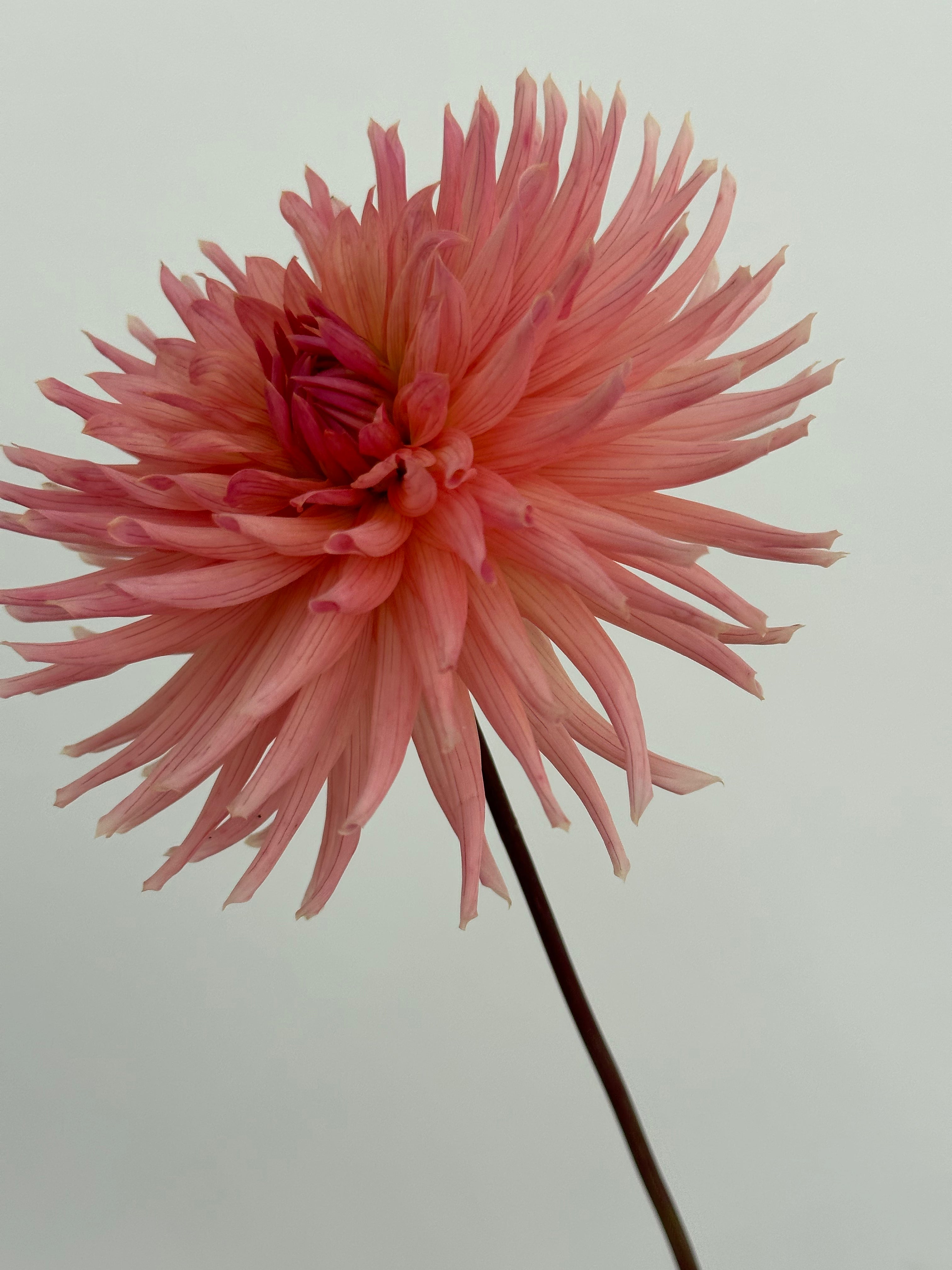 Dahlia Henriette