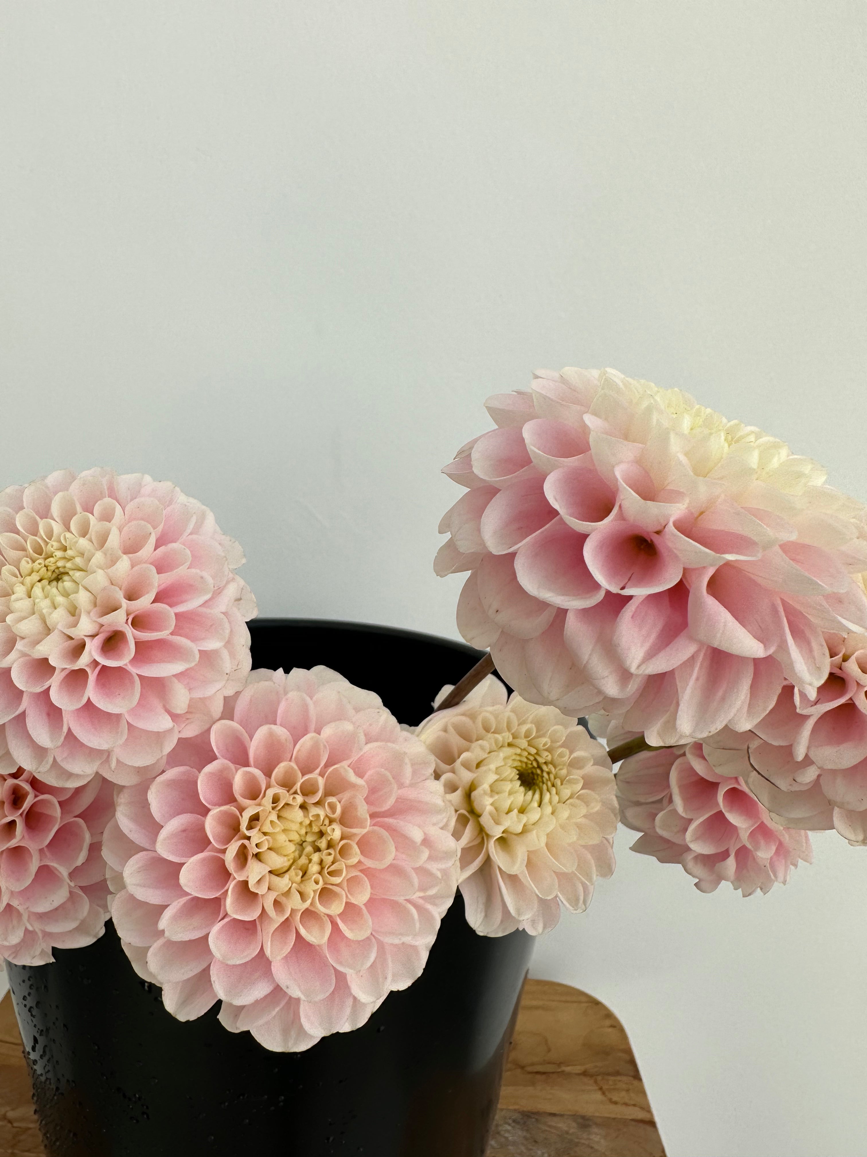 Dahlia White Wizard