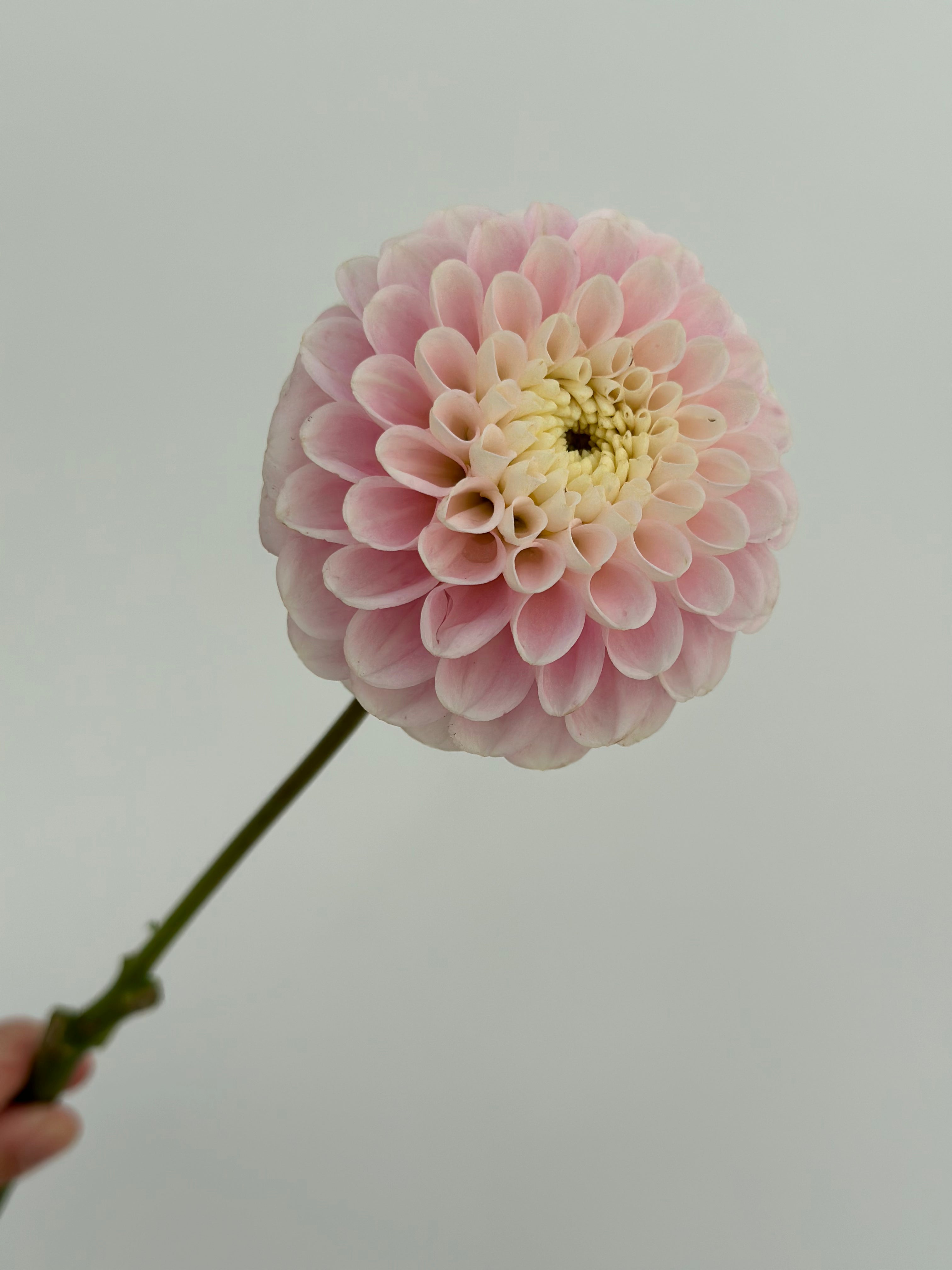Dahlia White Wizard/ Fluffy Flower