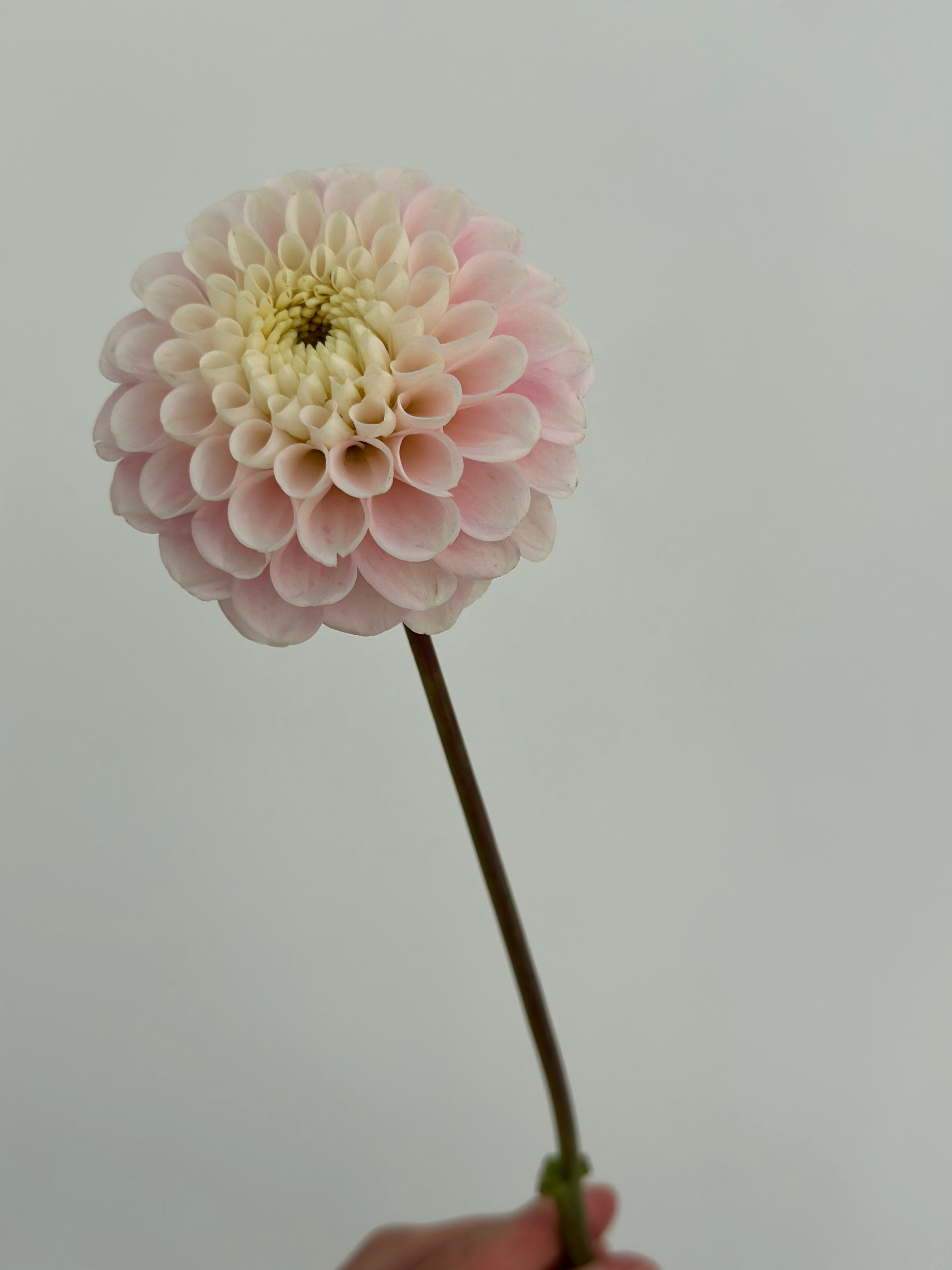 Dahlia White Wizard