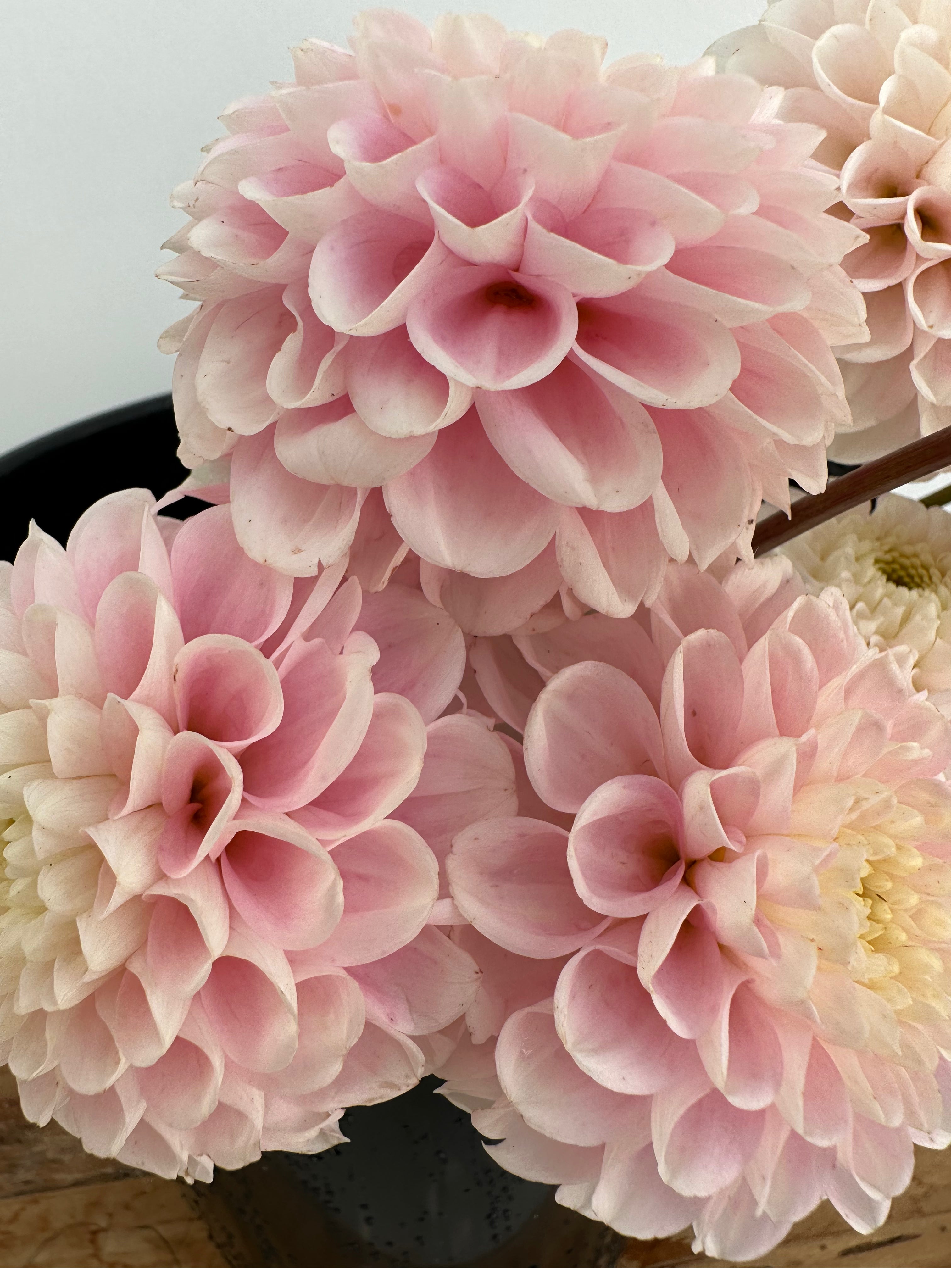 Dahlia White Wizard/ Fluffy Flower