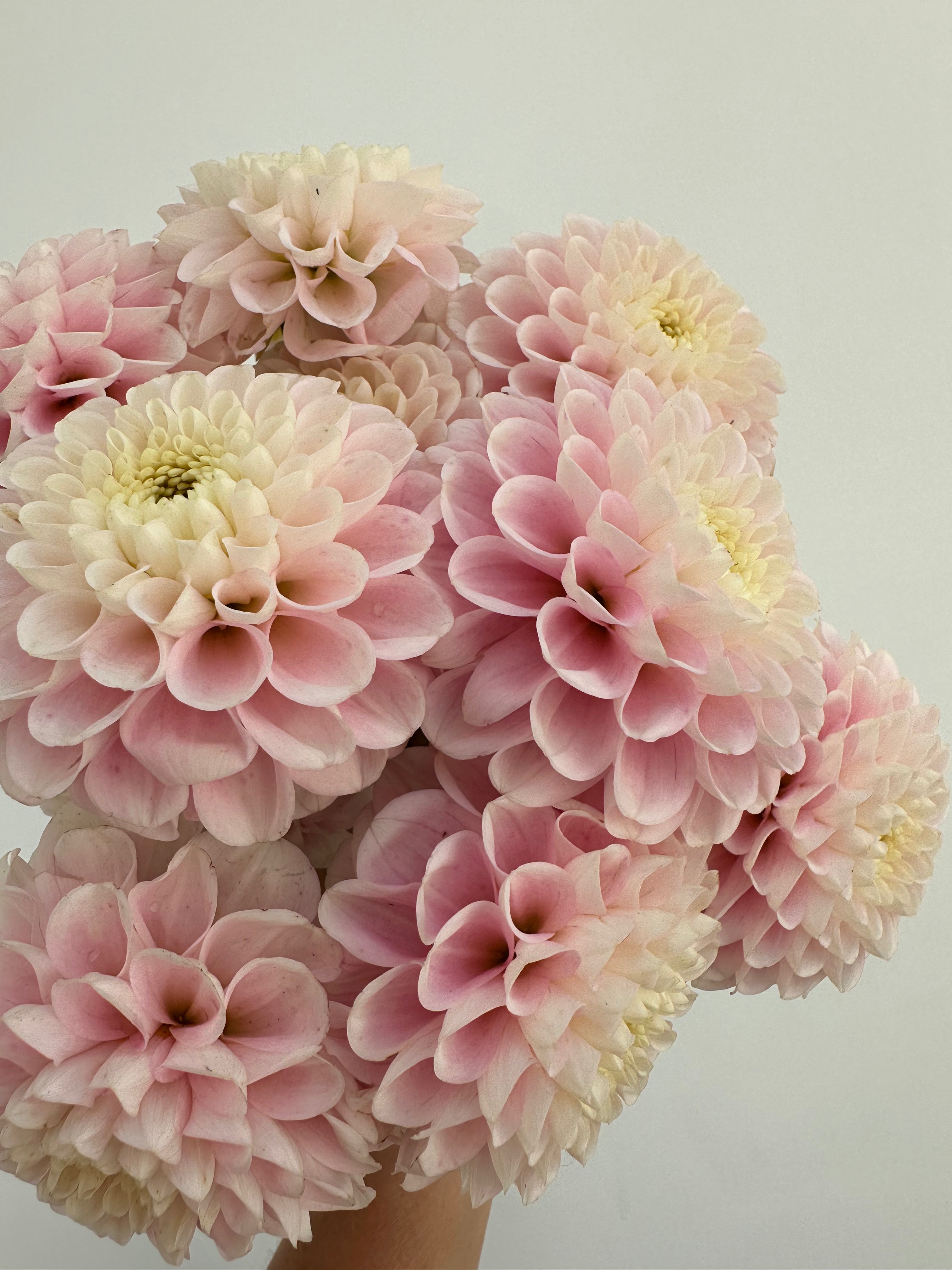 Dahlia White Wizard