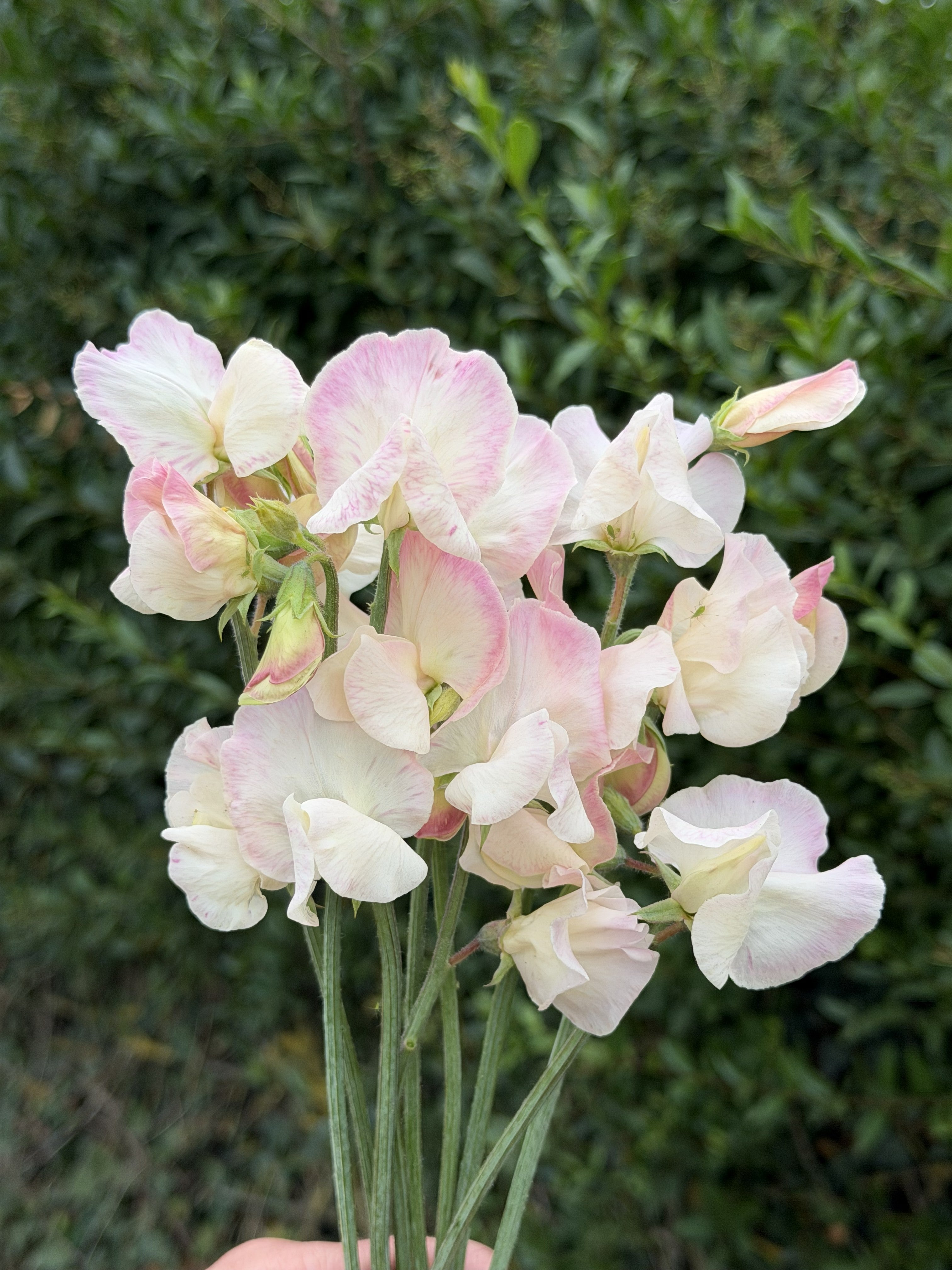Sweet Pea Bix - FluffyFlower