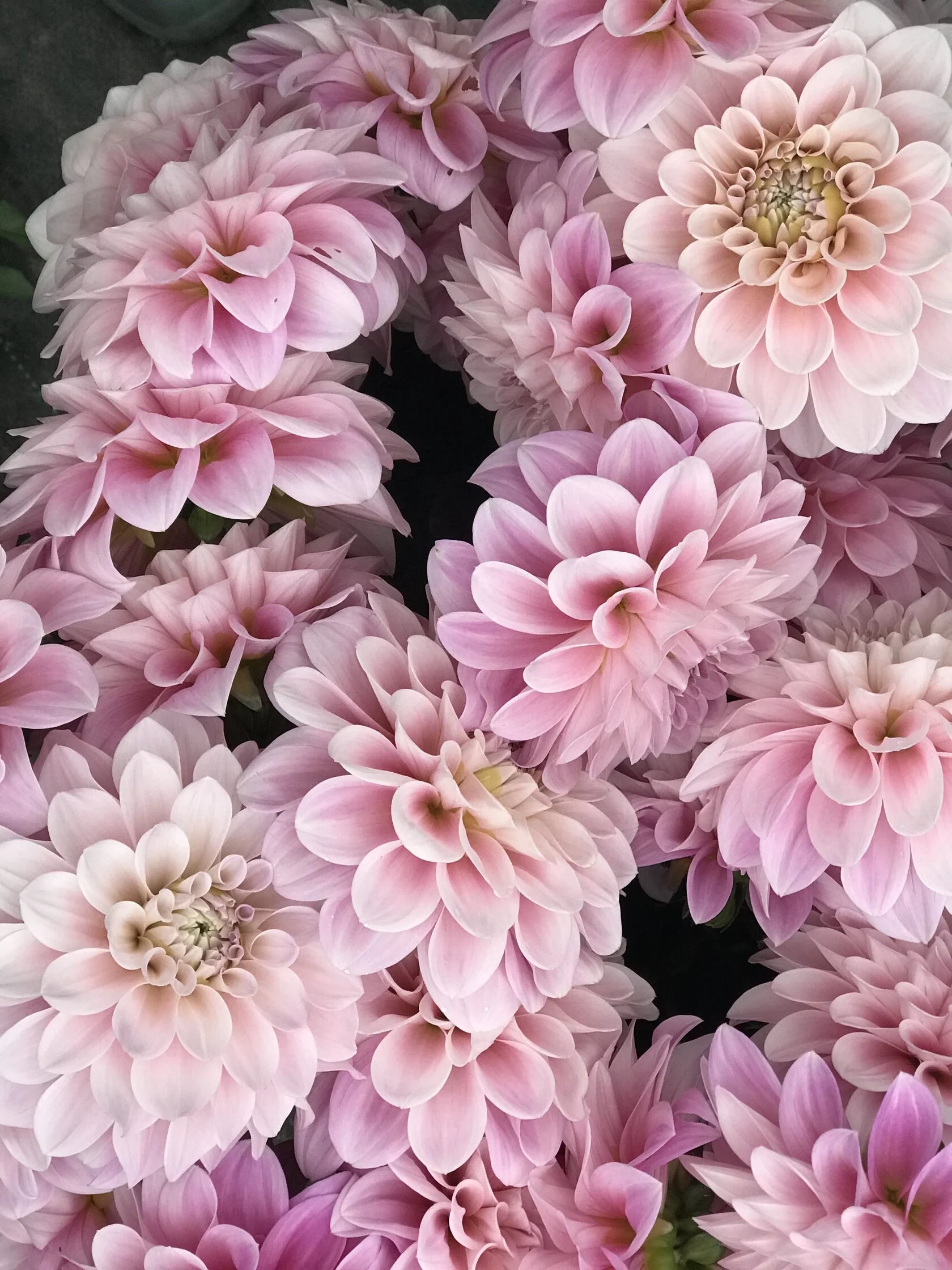 Dahlia Sweet Nathalie