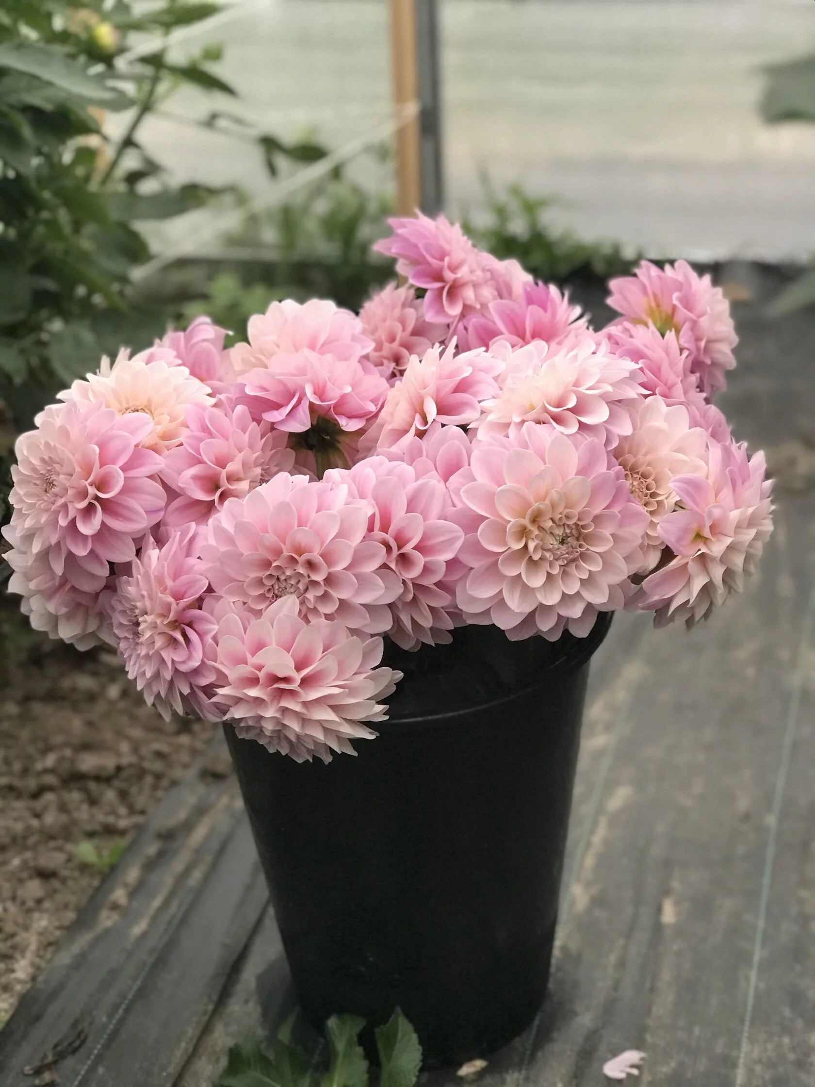 Dahlia Sweet Nathalie