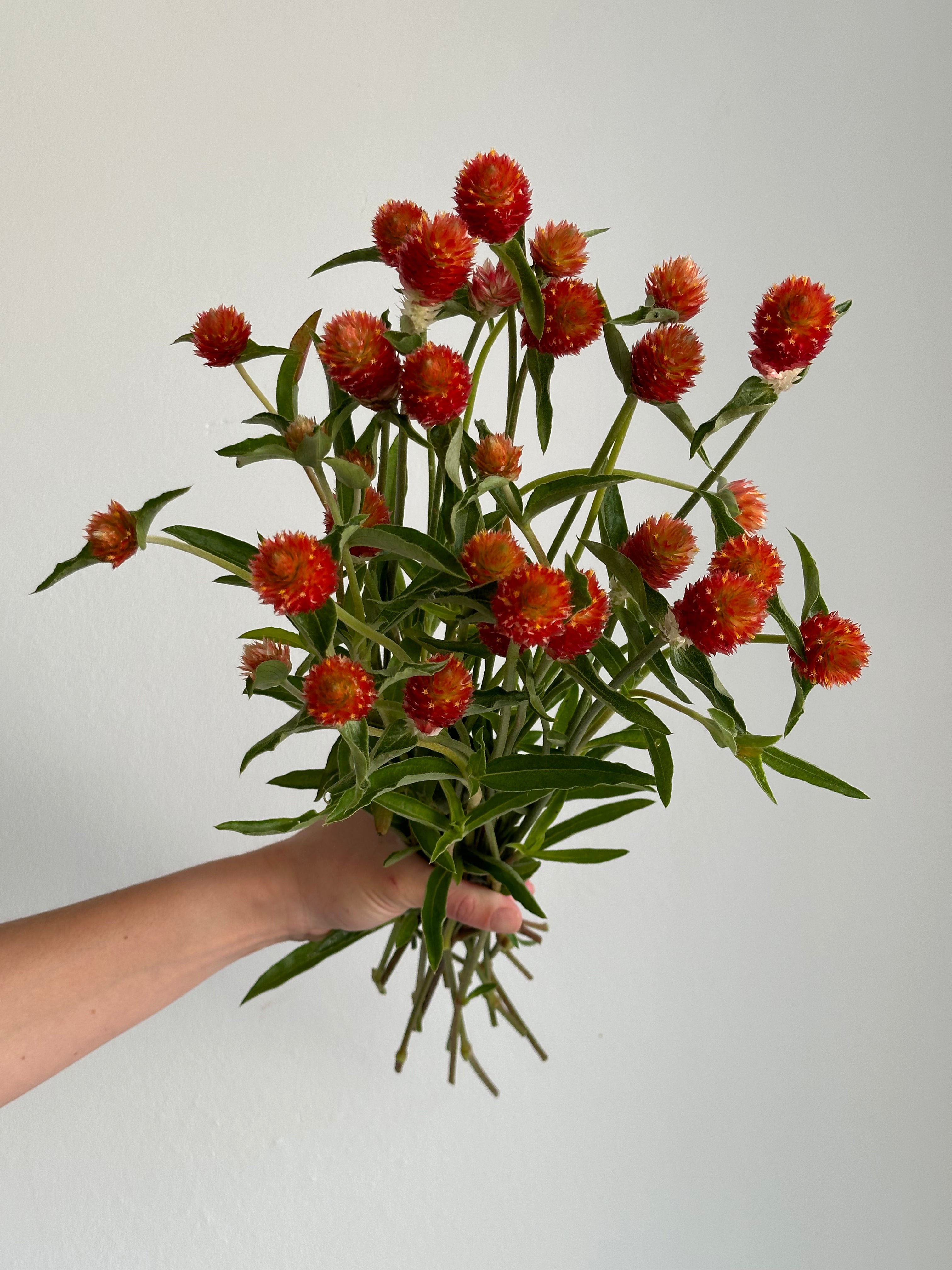 Gomphrena QIS Orange