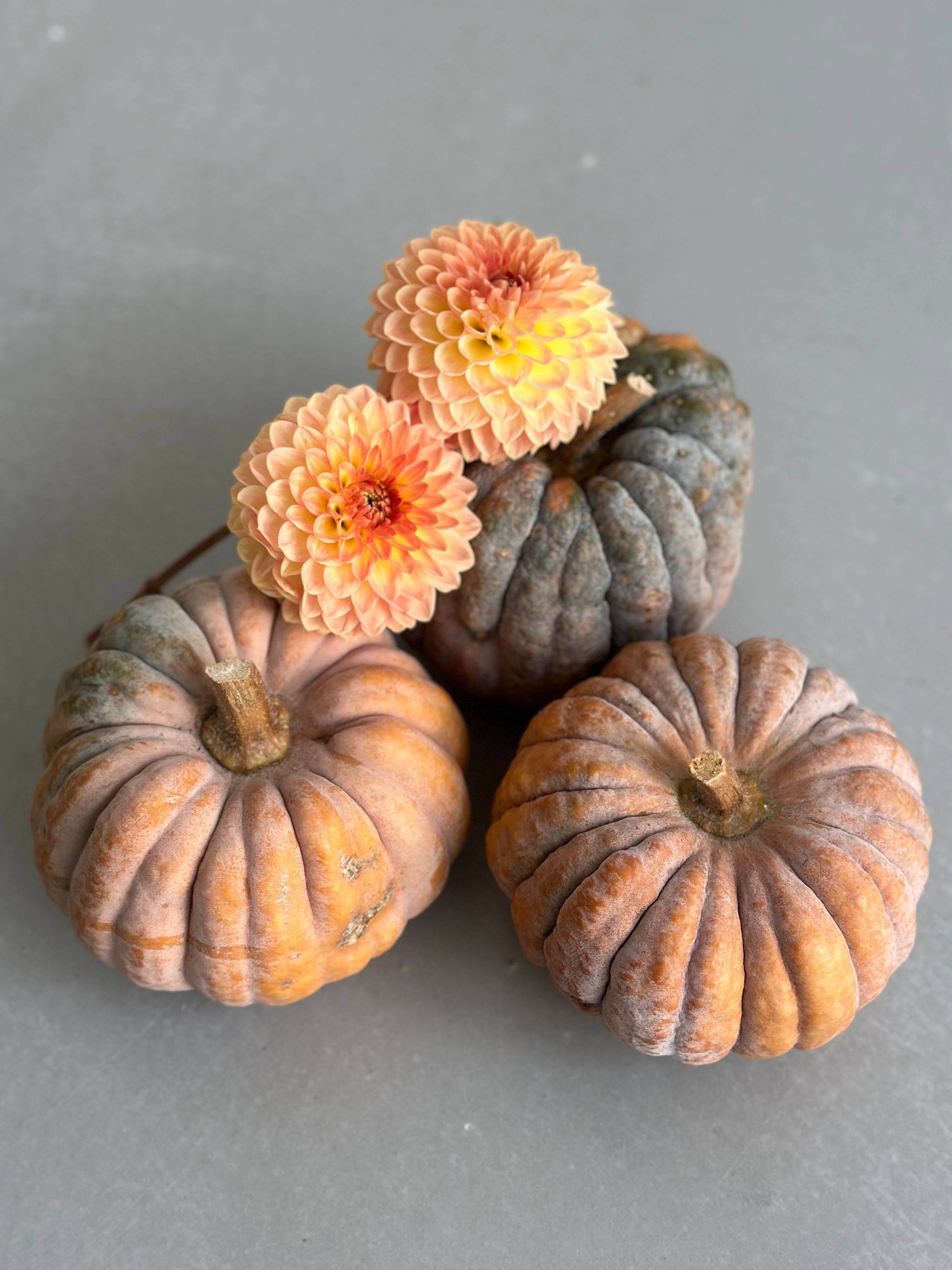 Decorative Pumpkin Futsu Black Early