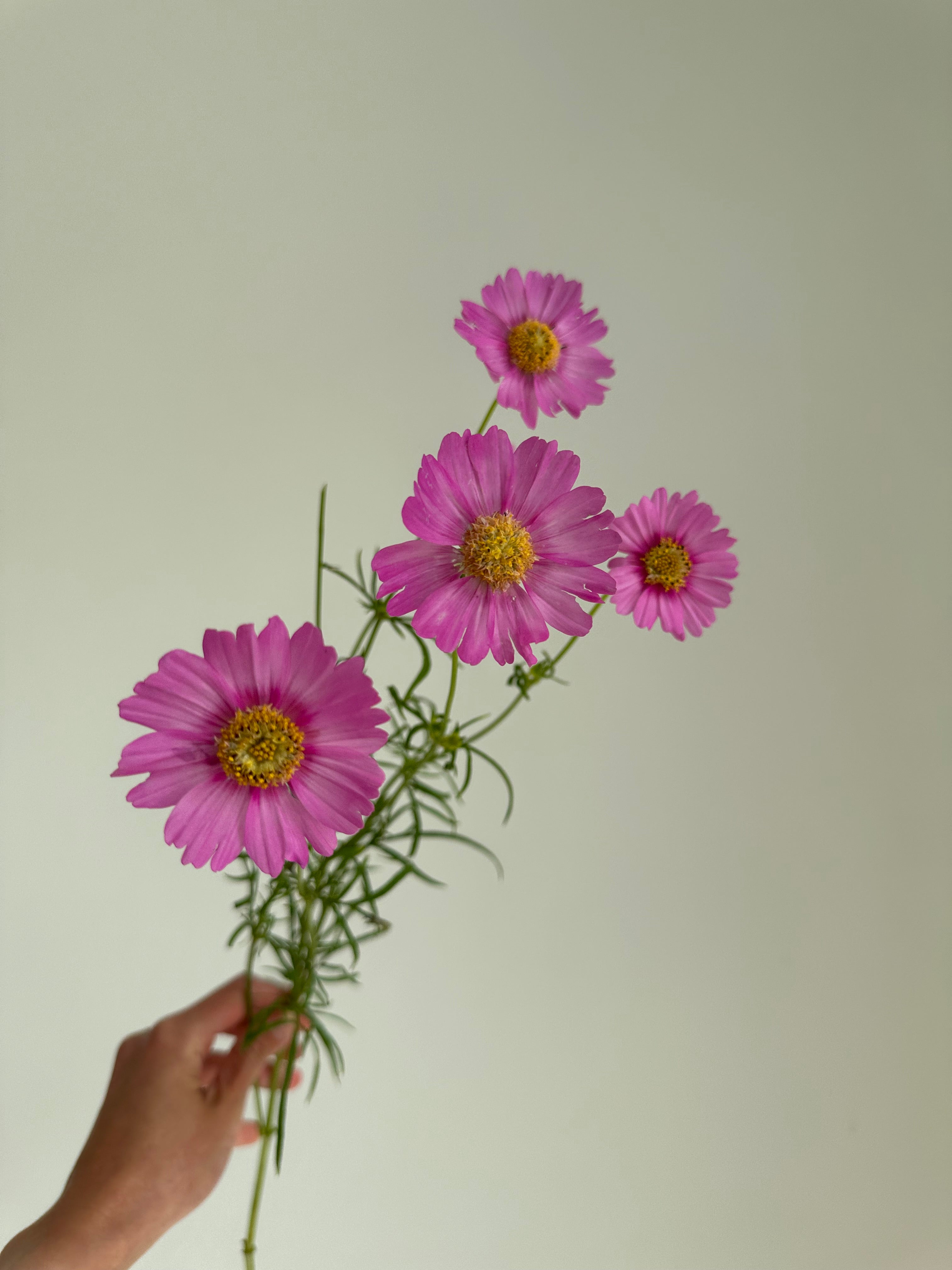 Cosmos Popsocks Rose