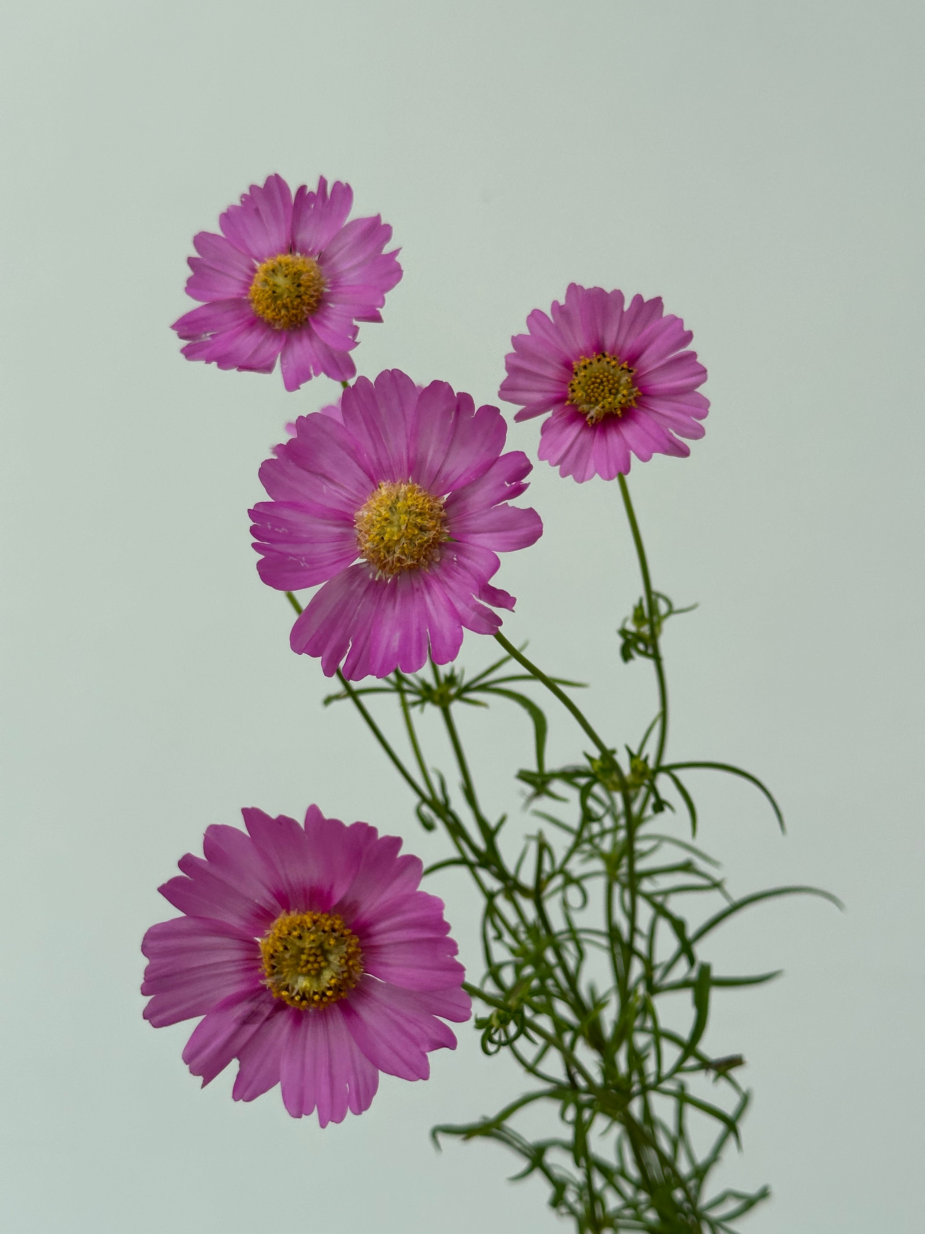 Cosmos Popsocks Rose