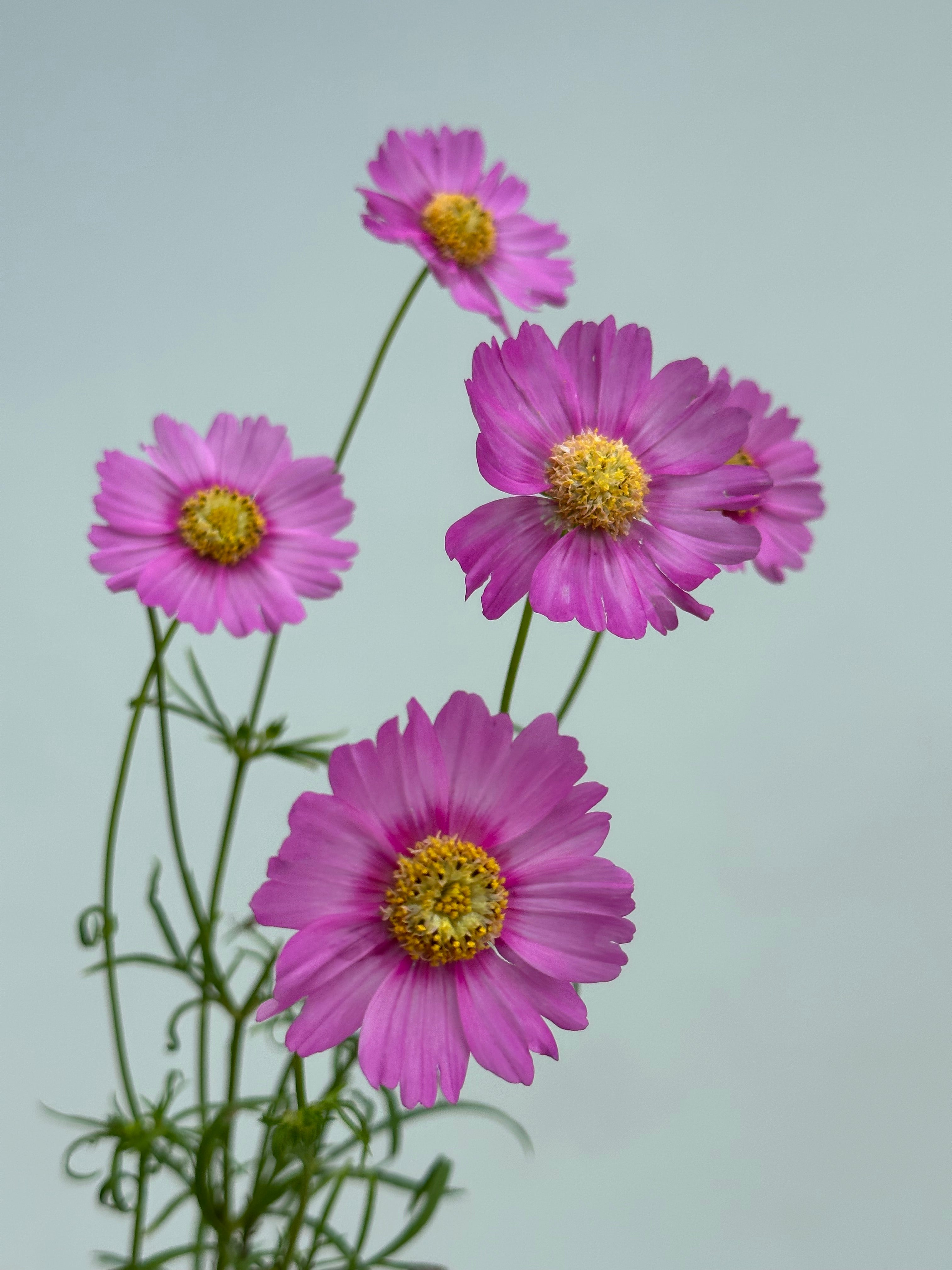 Cosmos Popsocks Rose