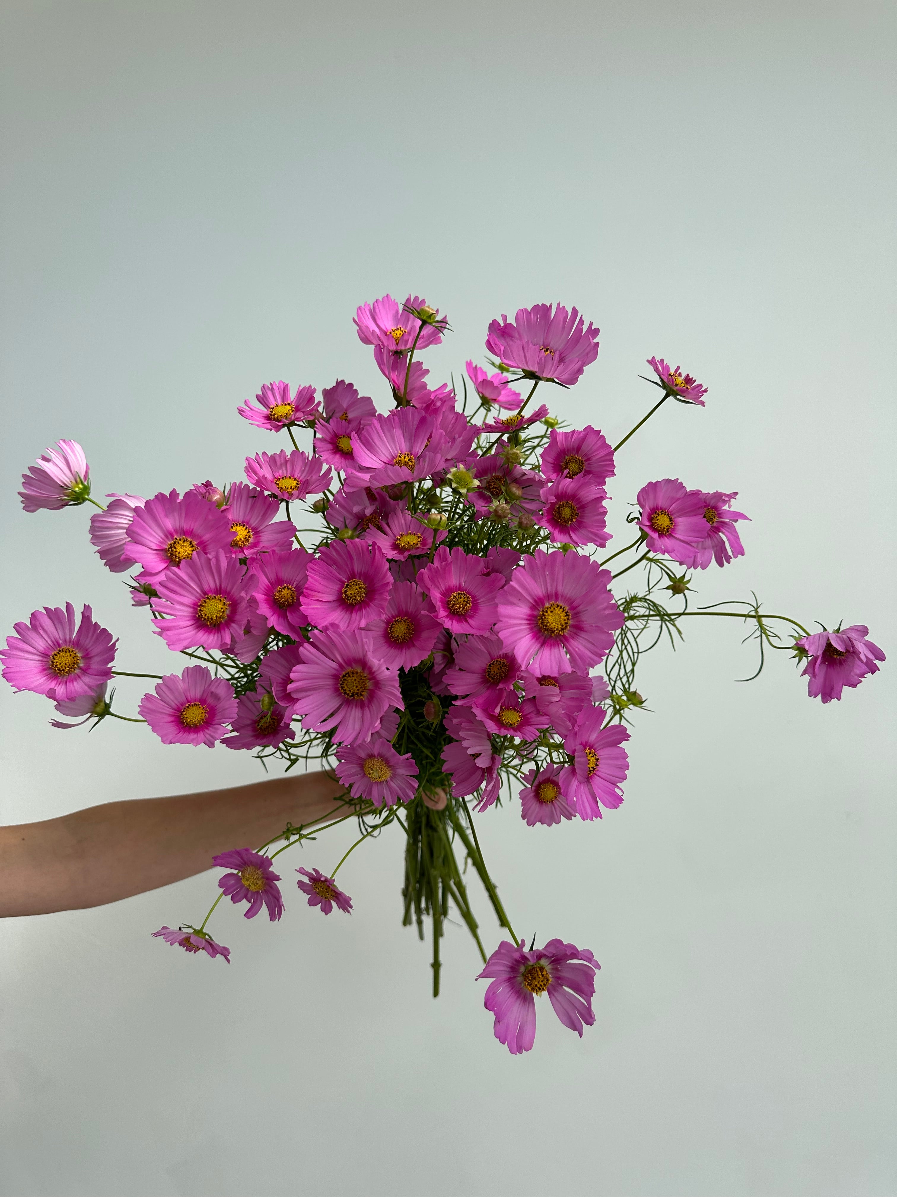 Cosmos Popsocks Rose