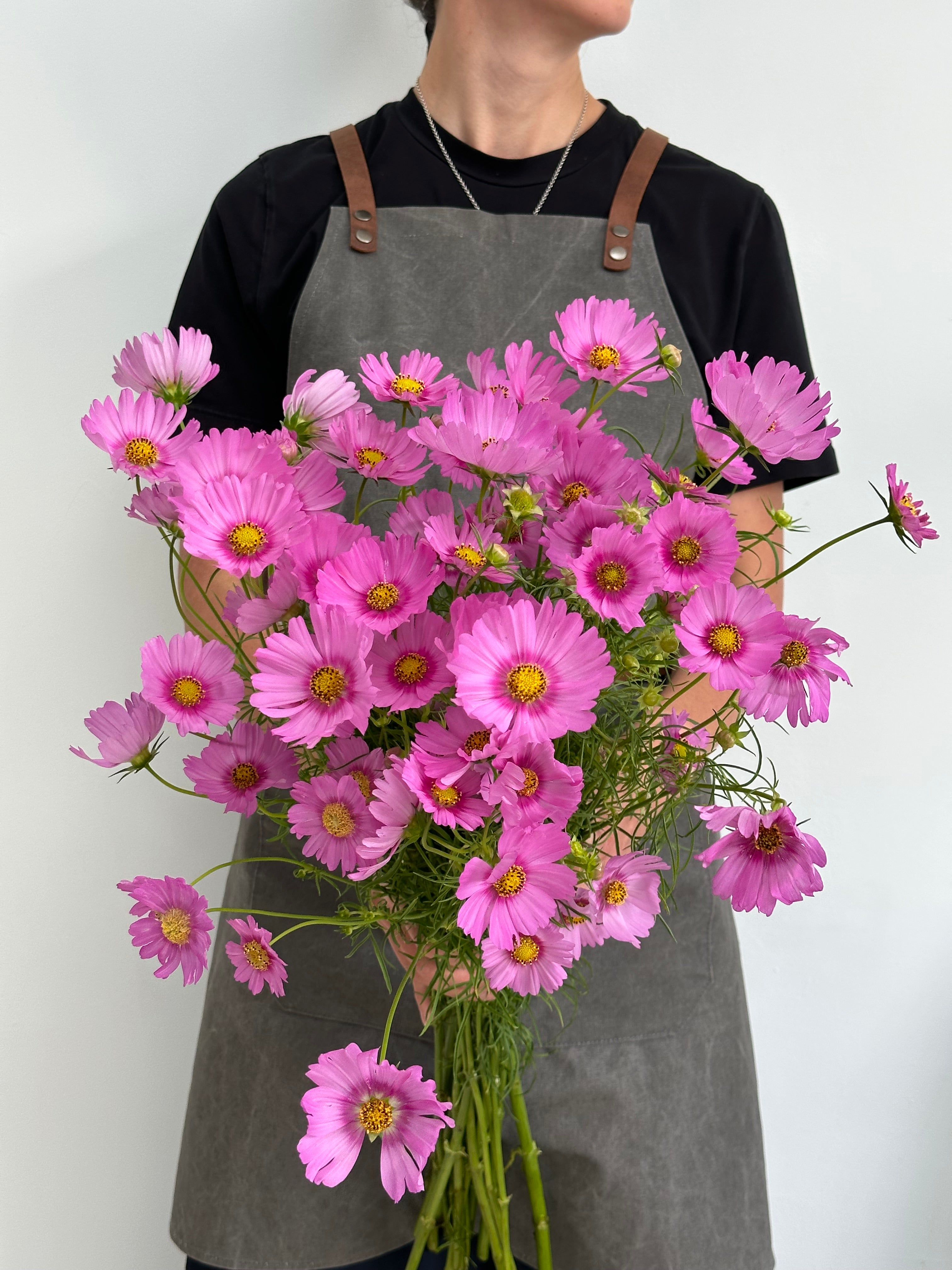 Cosmos Popsocks Rose