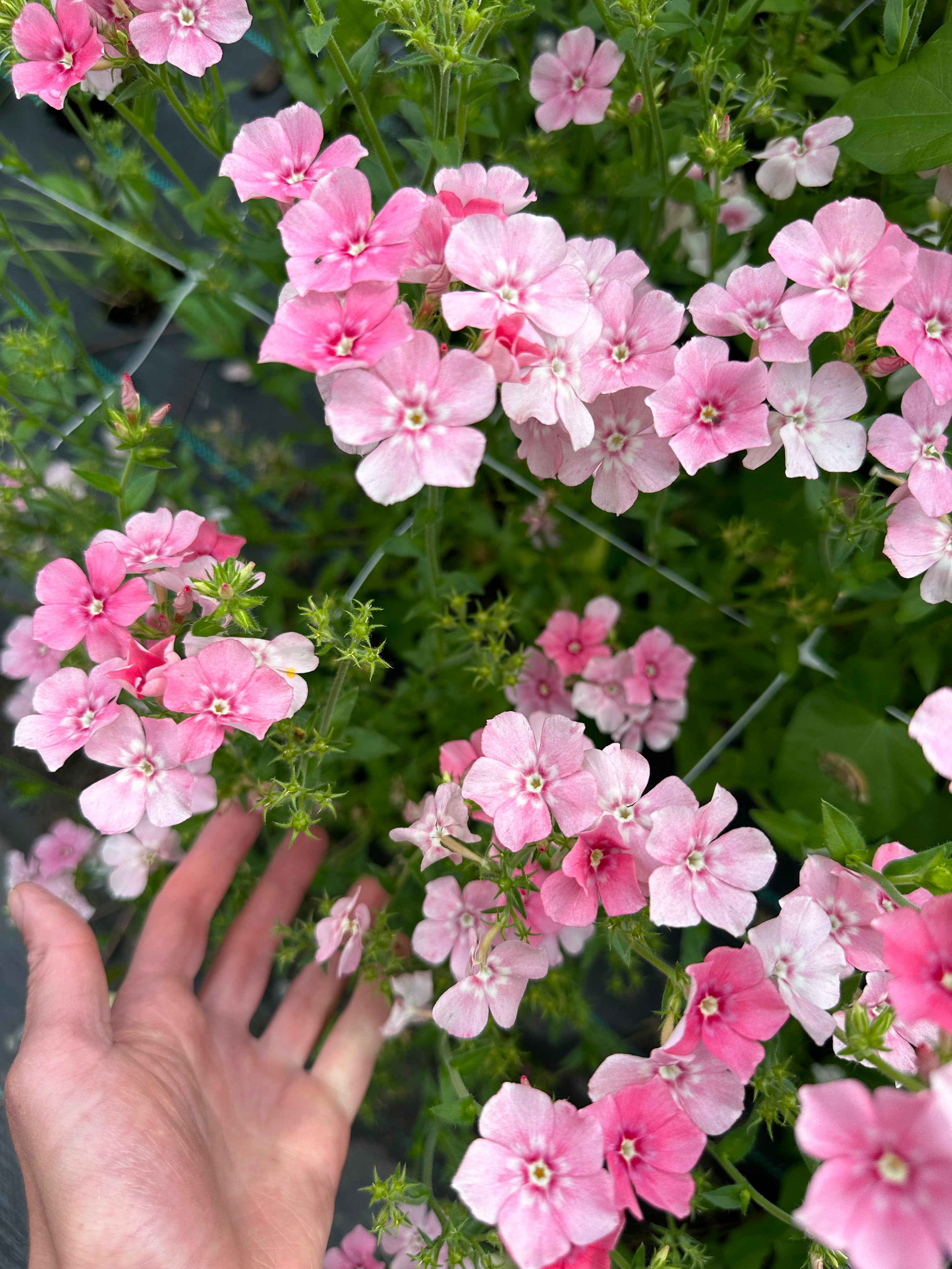 Phlox Blushing Bride