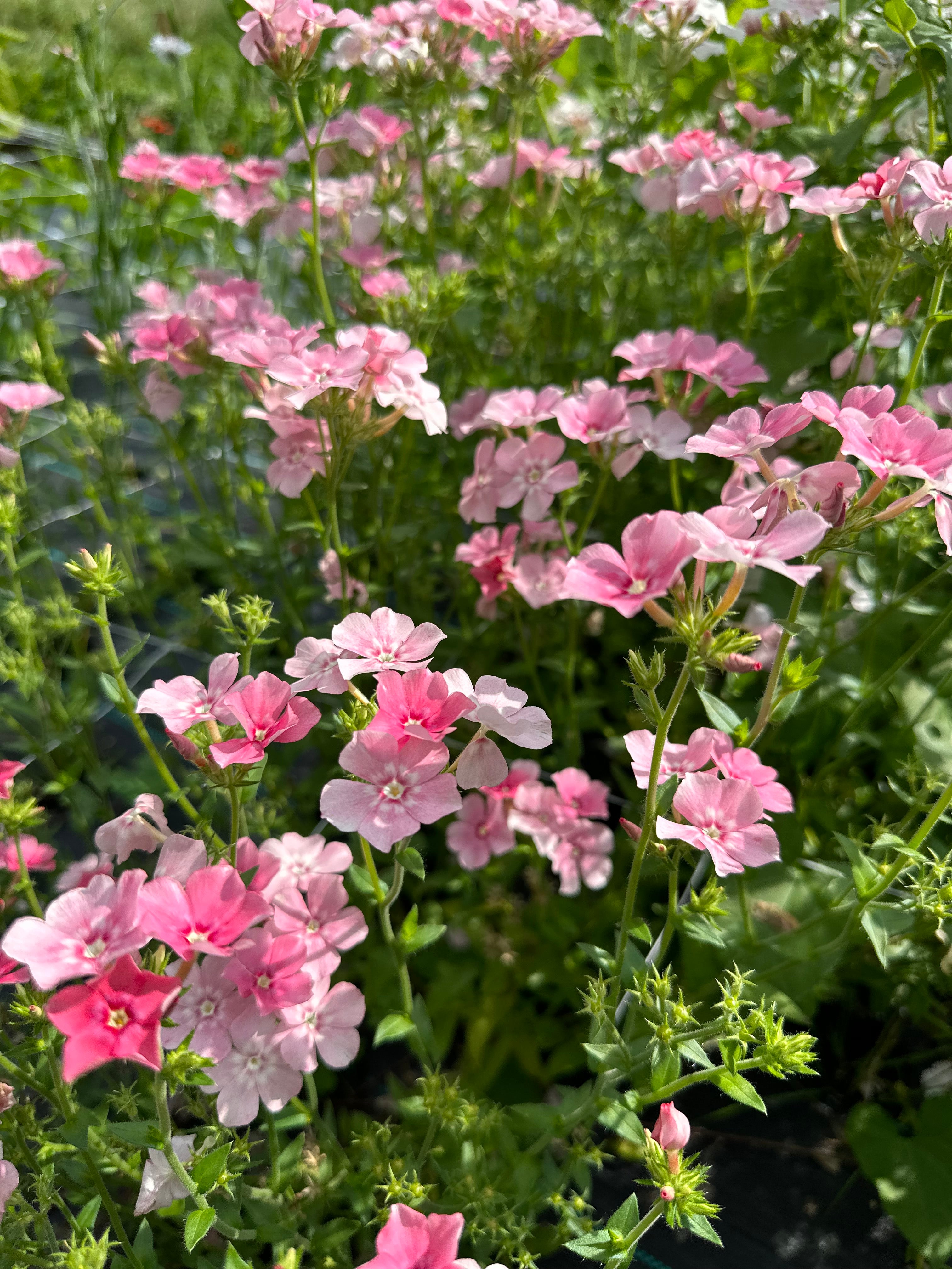 Phlox Blushing Bride