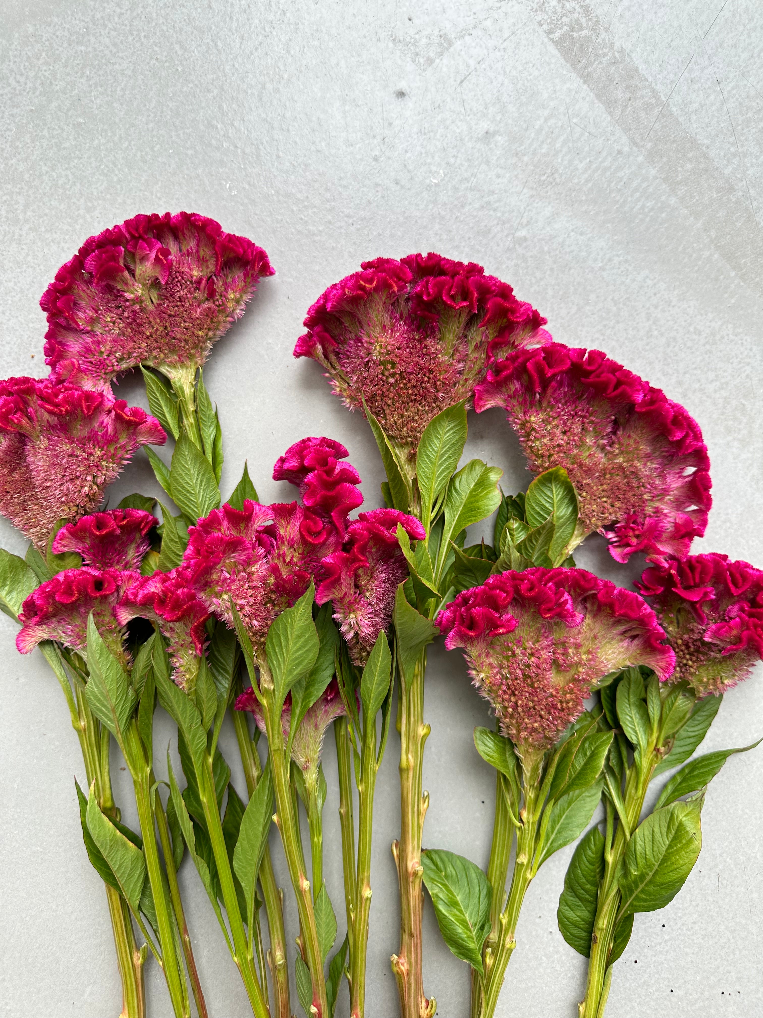 Celosia Bar Bora Purple