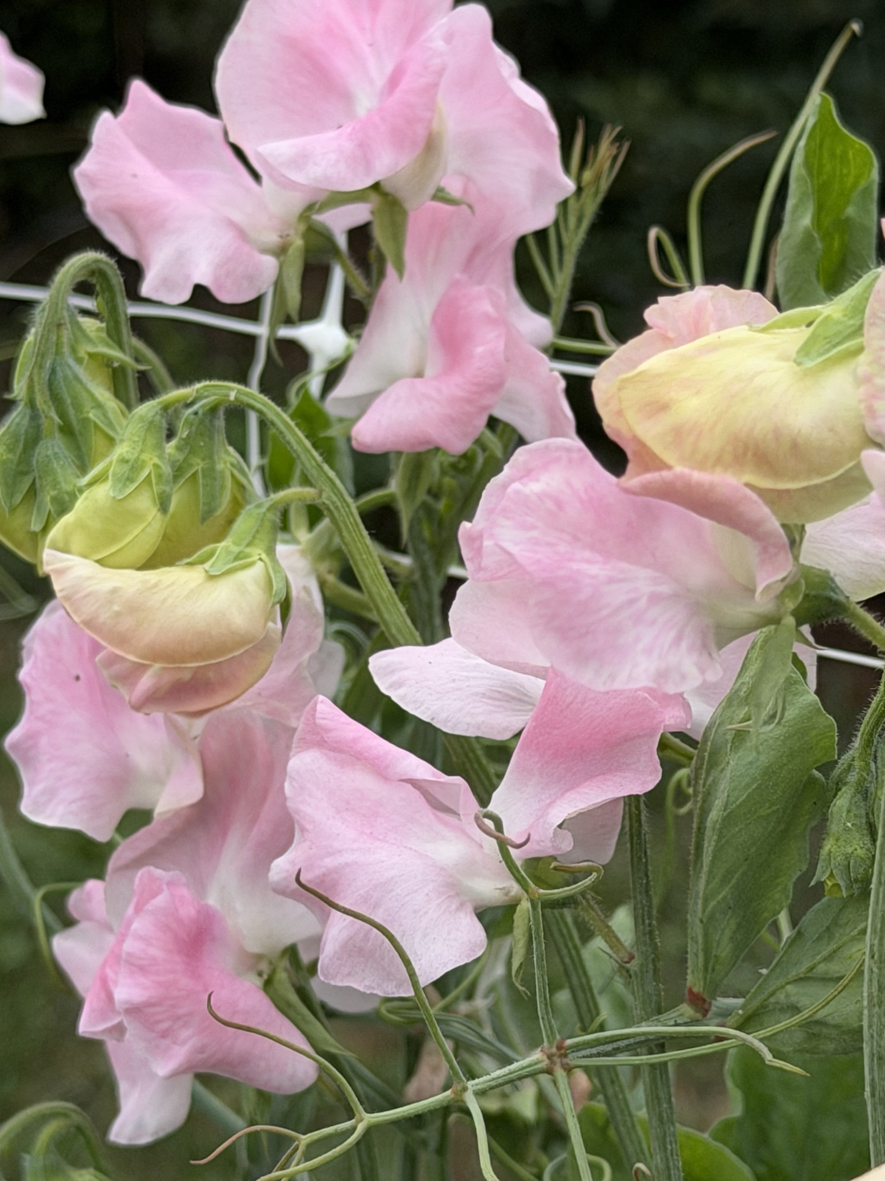 Sweet Pea Southbourne