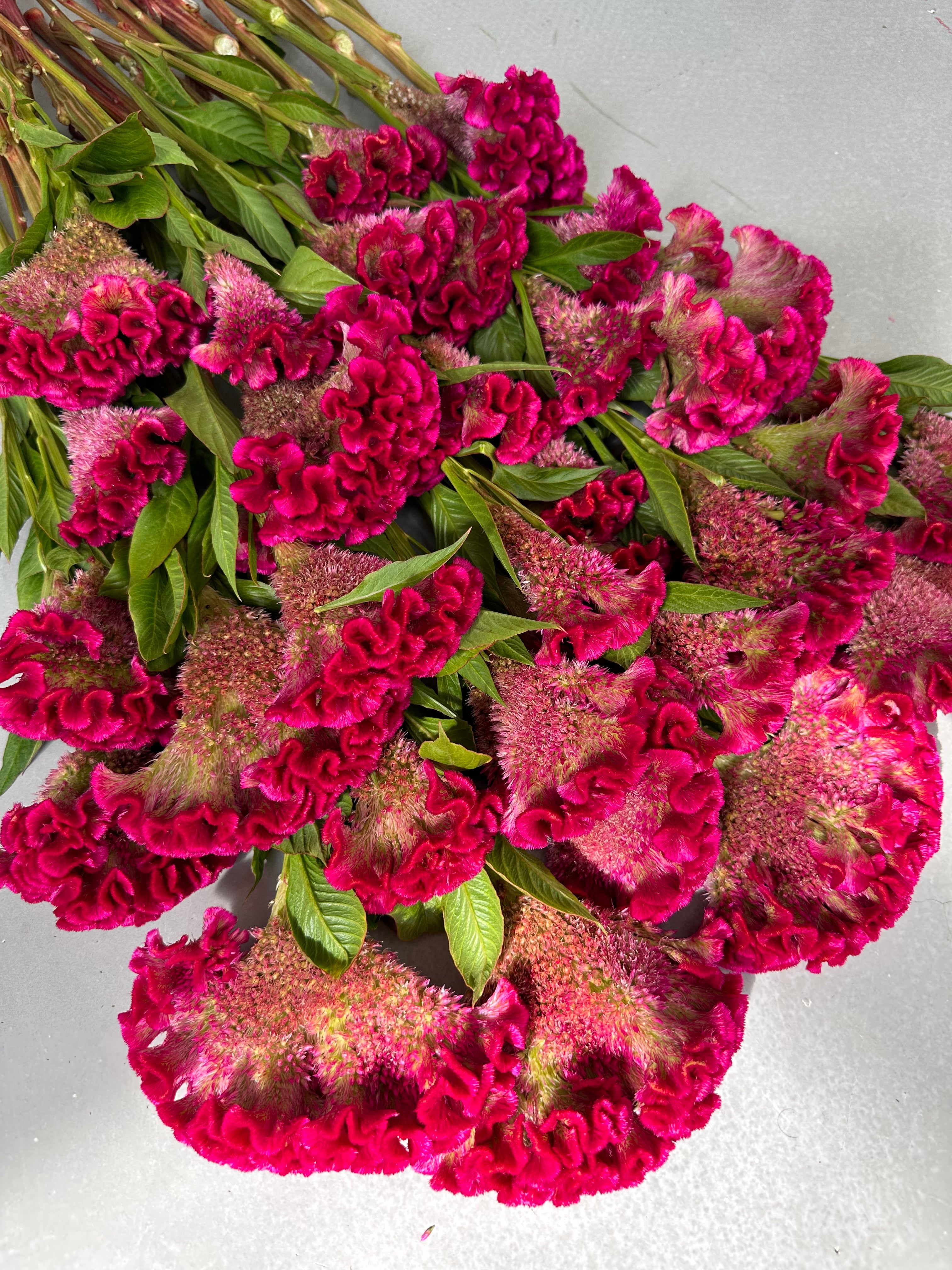 Celosia Bar Bora Purple