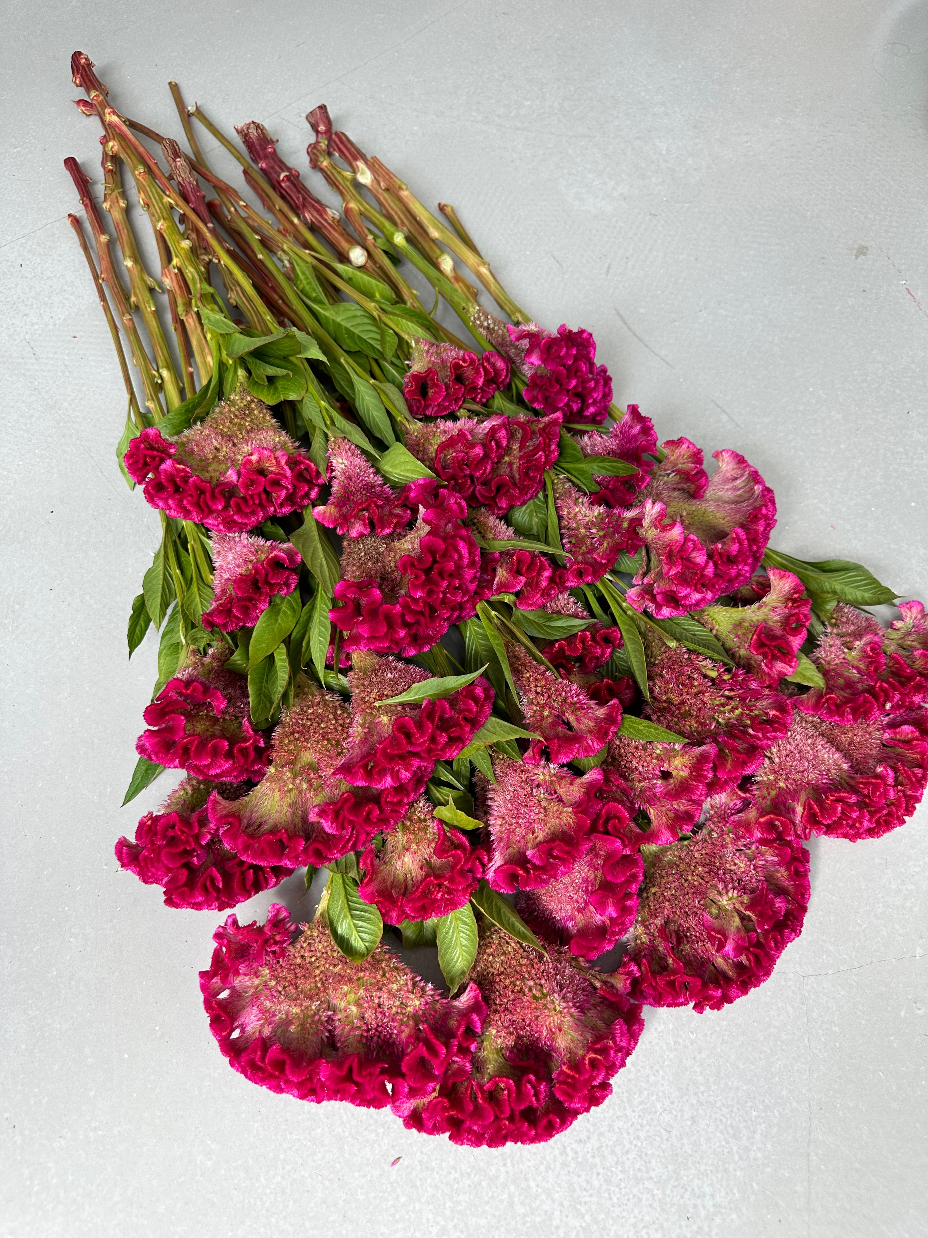 Celosia Bar Bora Purple