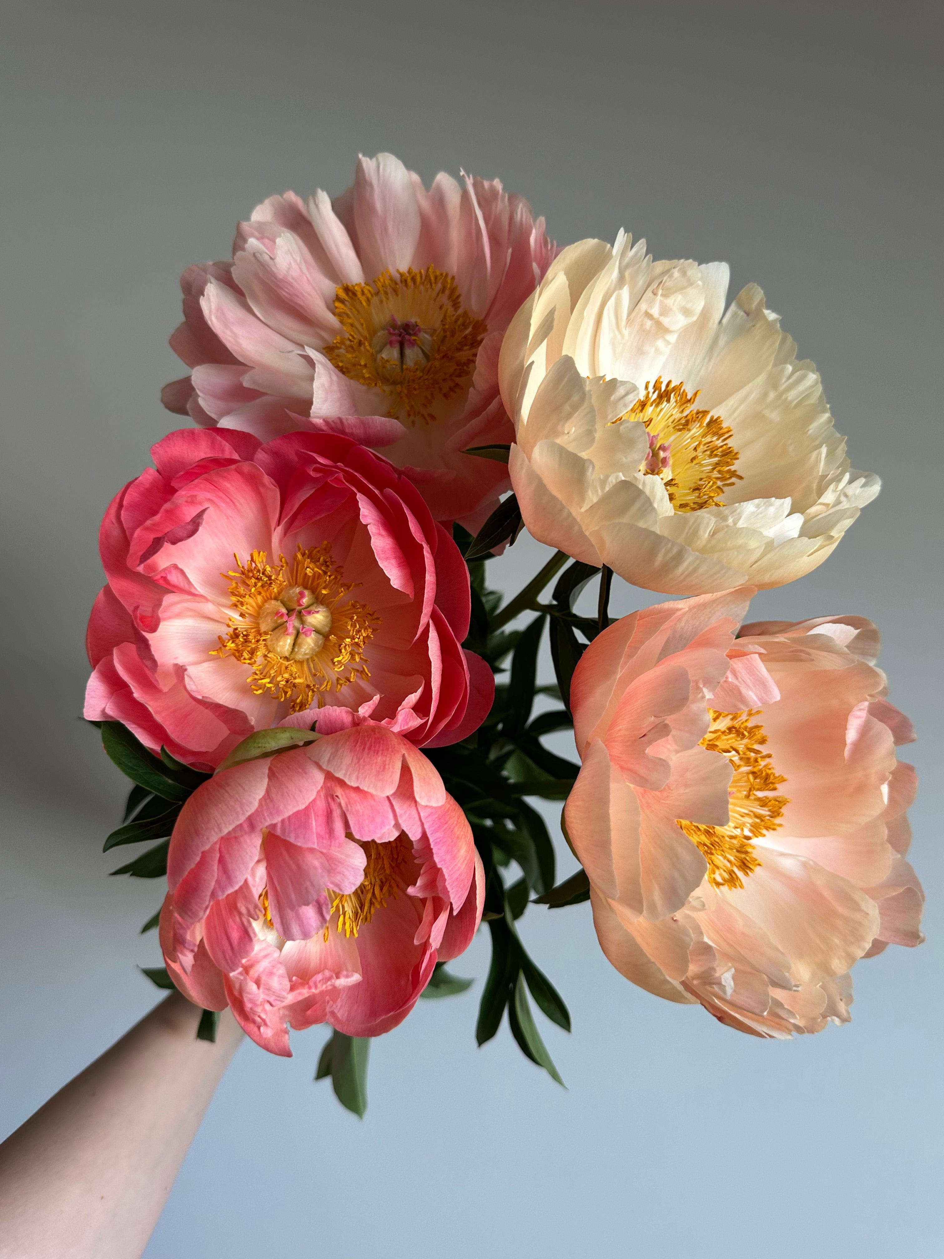 Peony King's Day