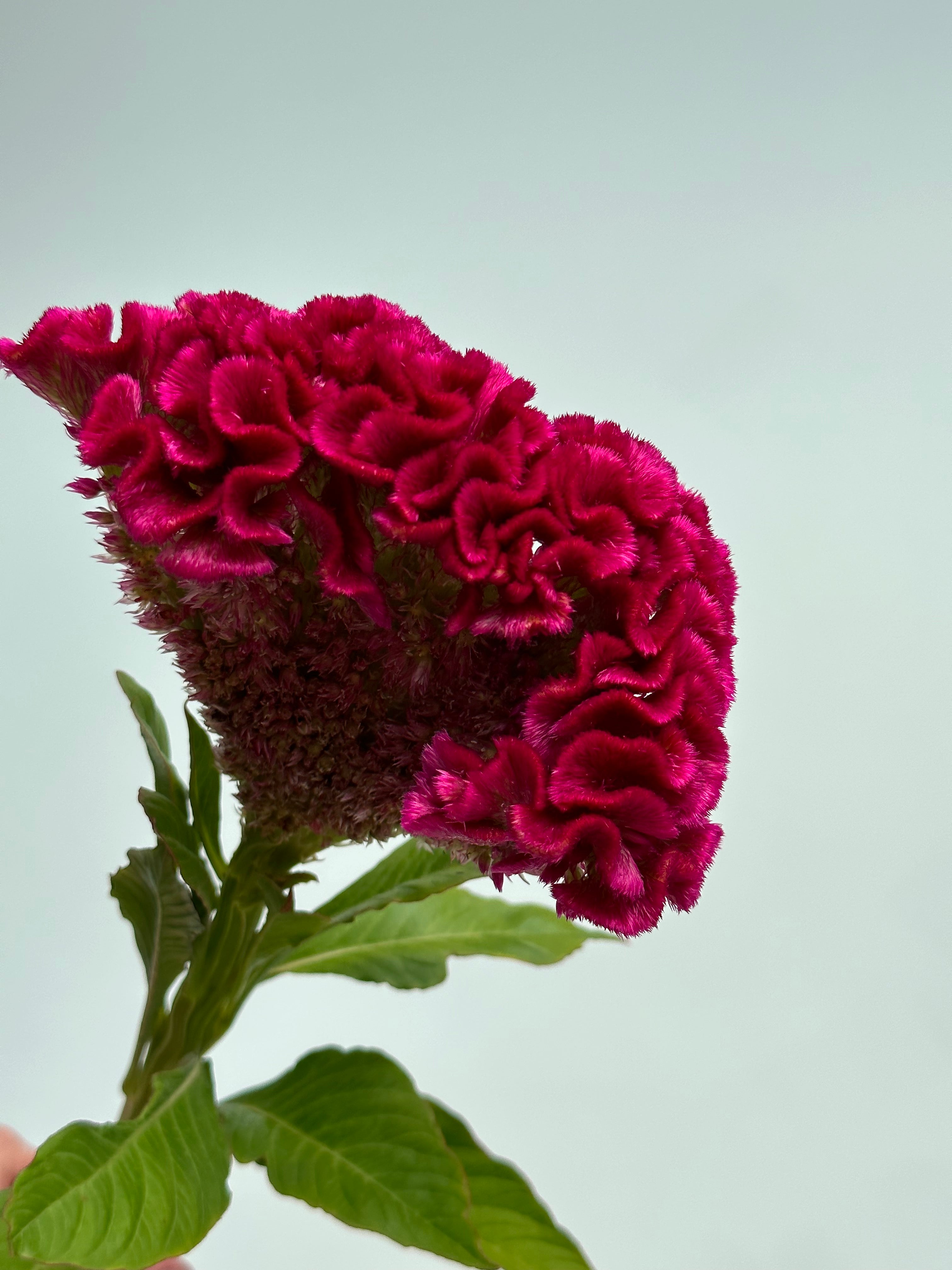 Celosia Bar Bora Purple