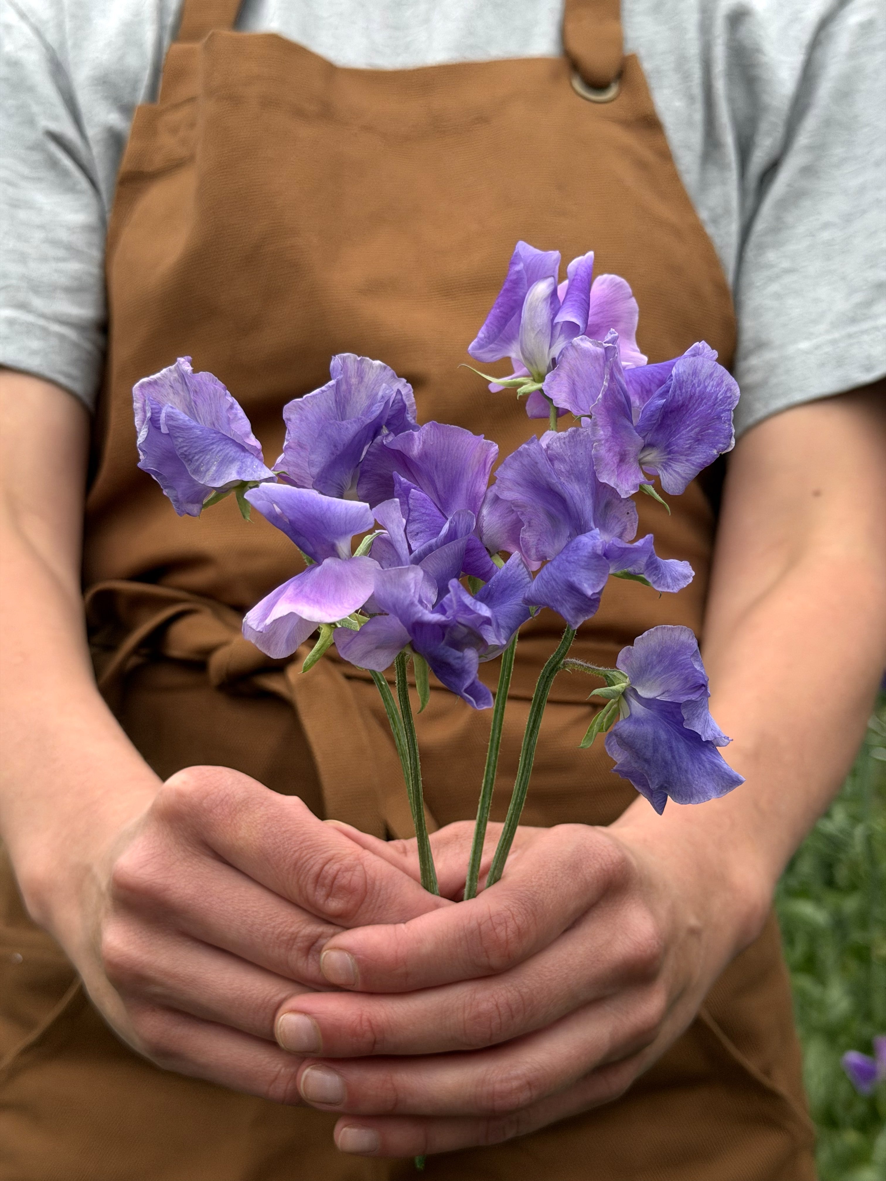 Sweet Pea Blue Danube