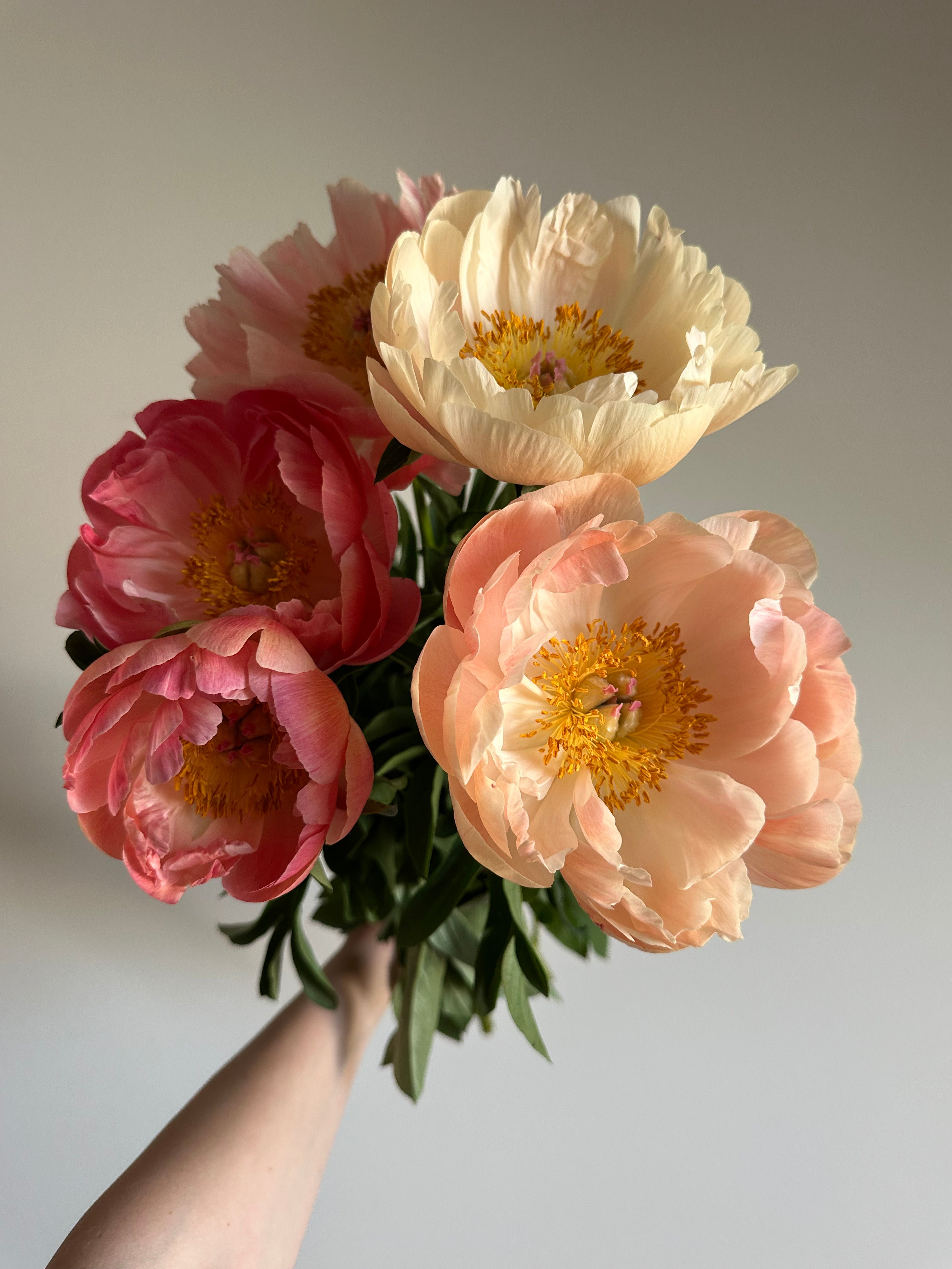 Peony King's Day