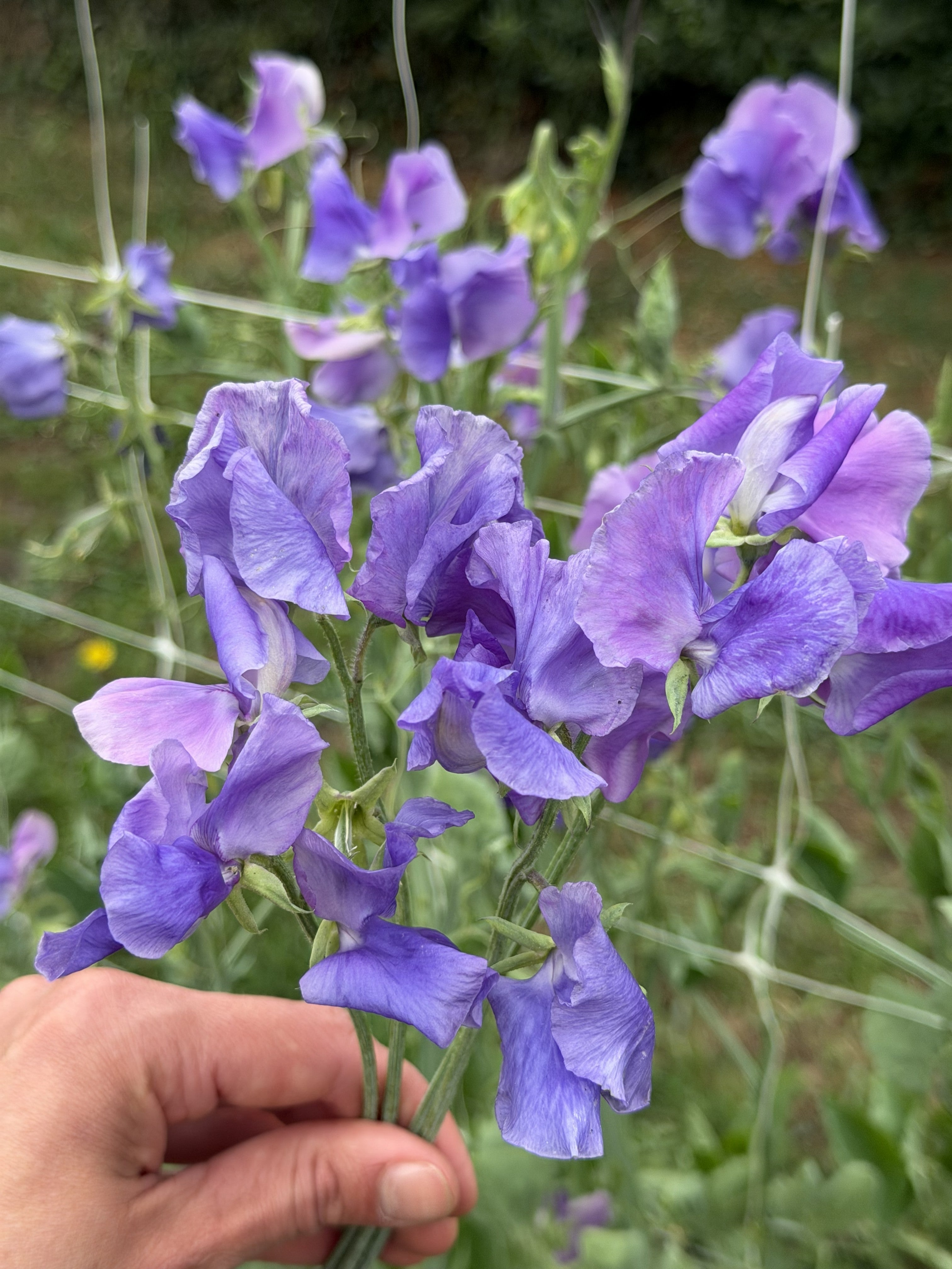 Sweet Pea Blue Danube