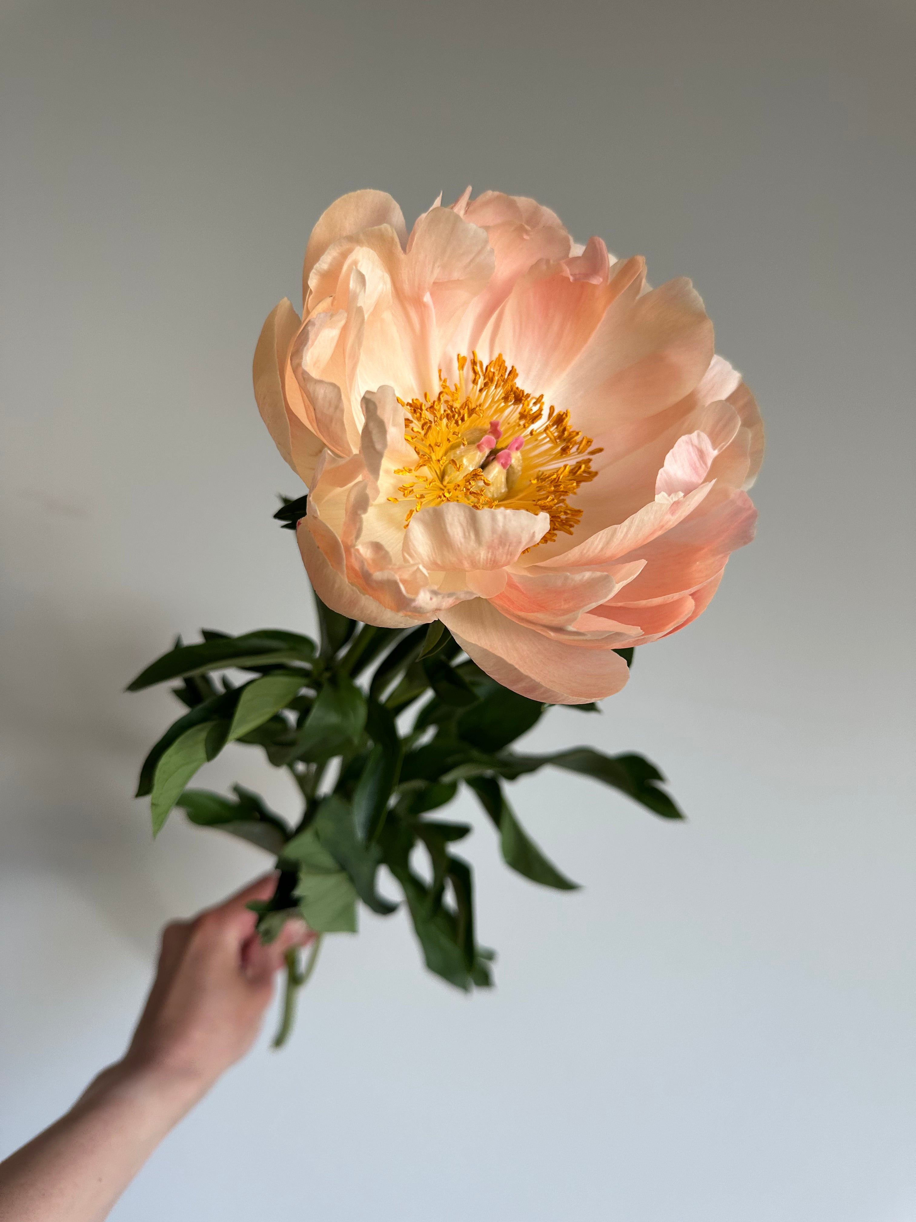 Peony King's Day