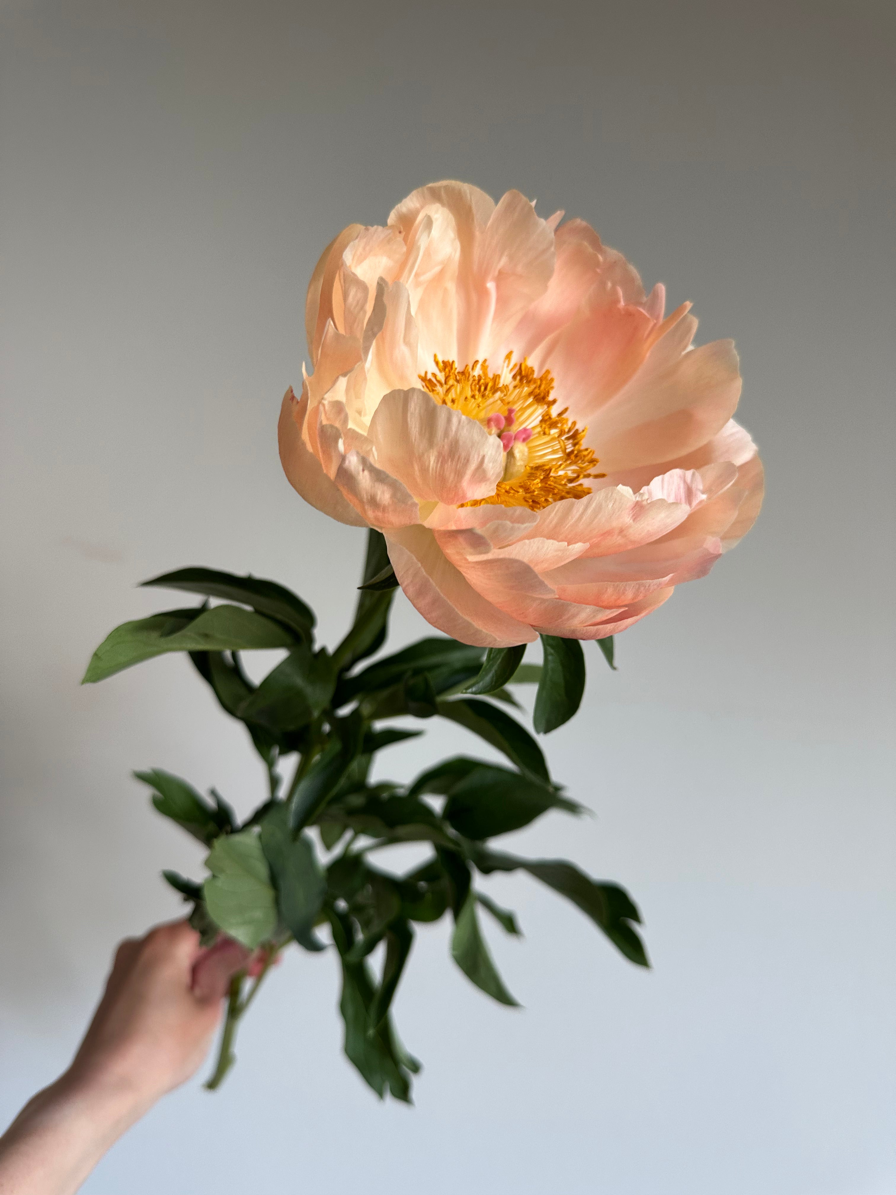 Peony King's Day