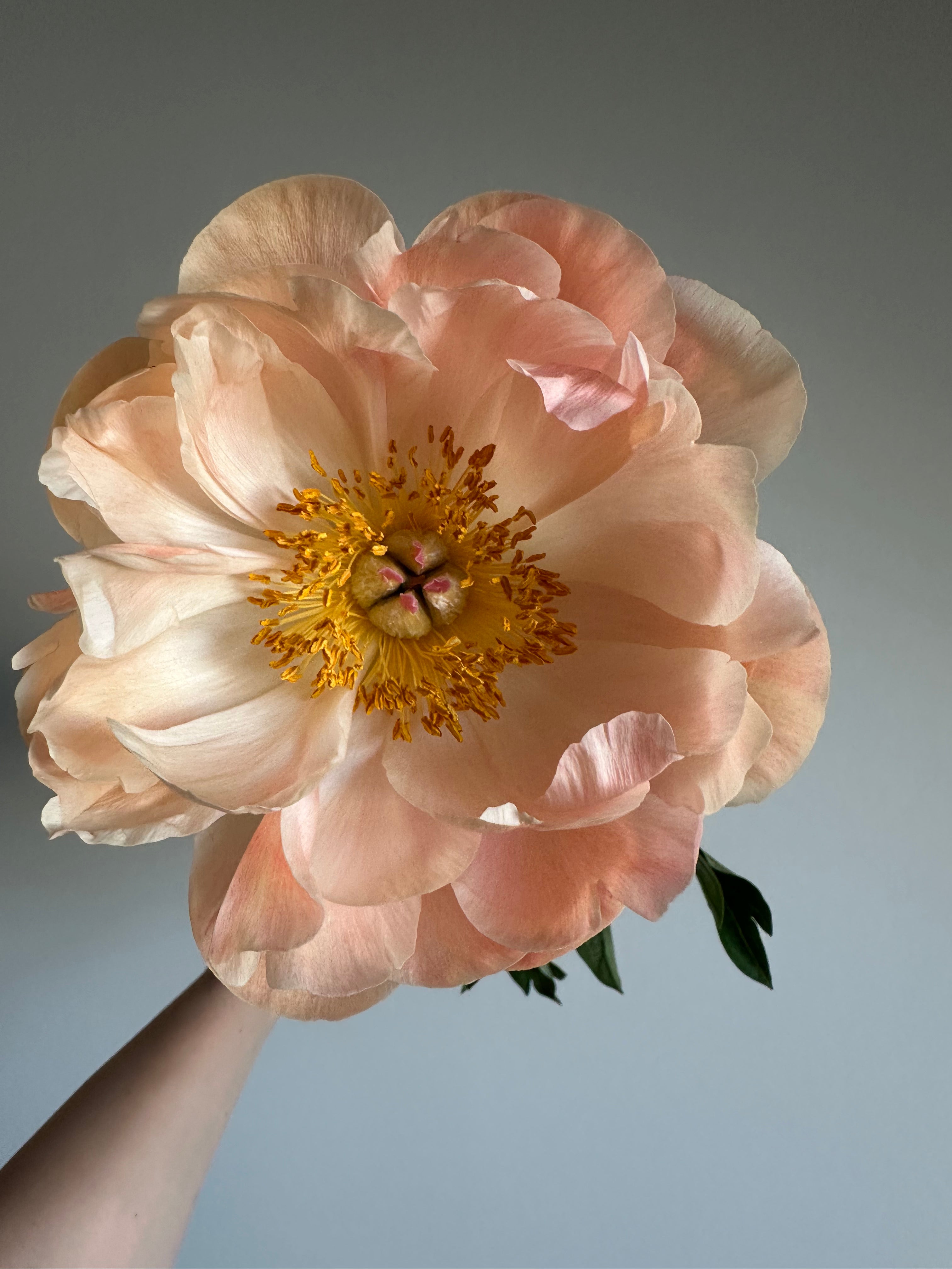 Peony King's Day