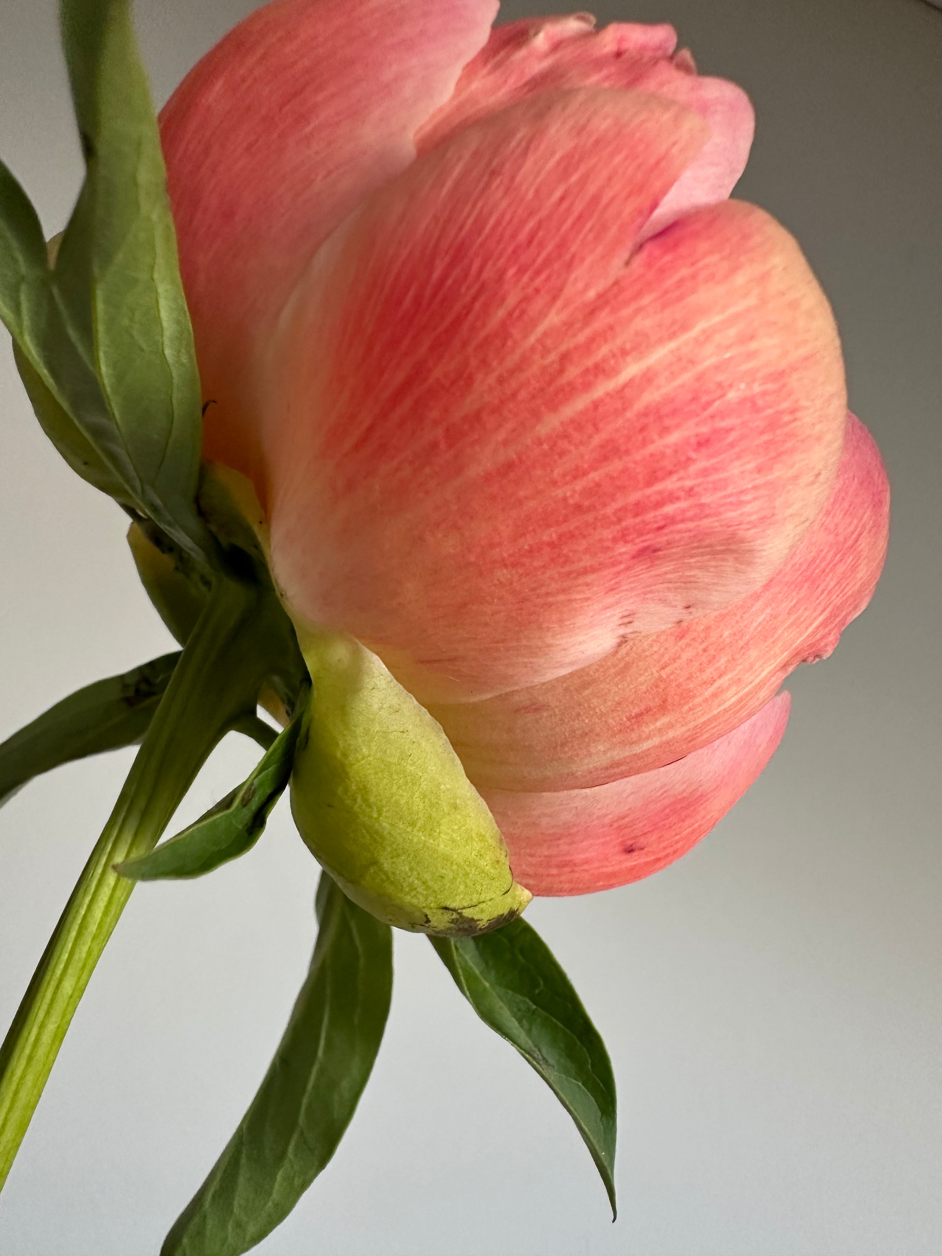 Peony King's Day