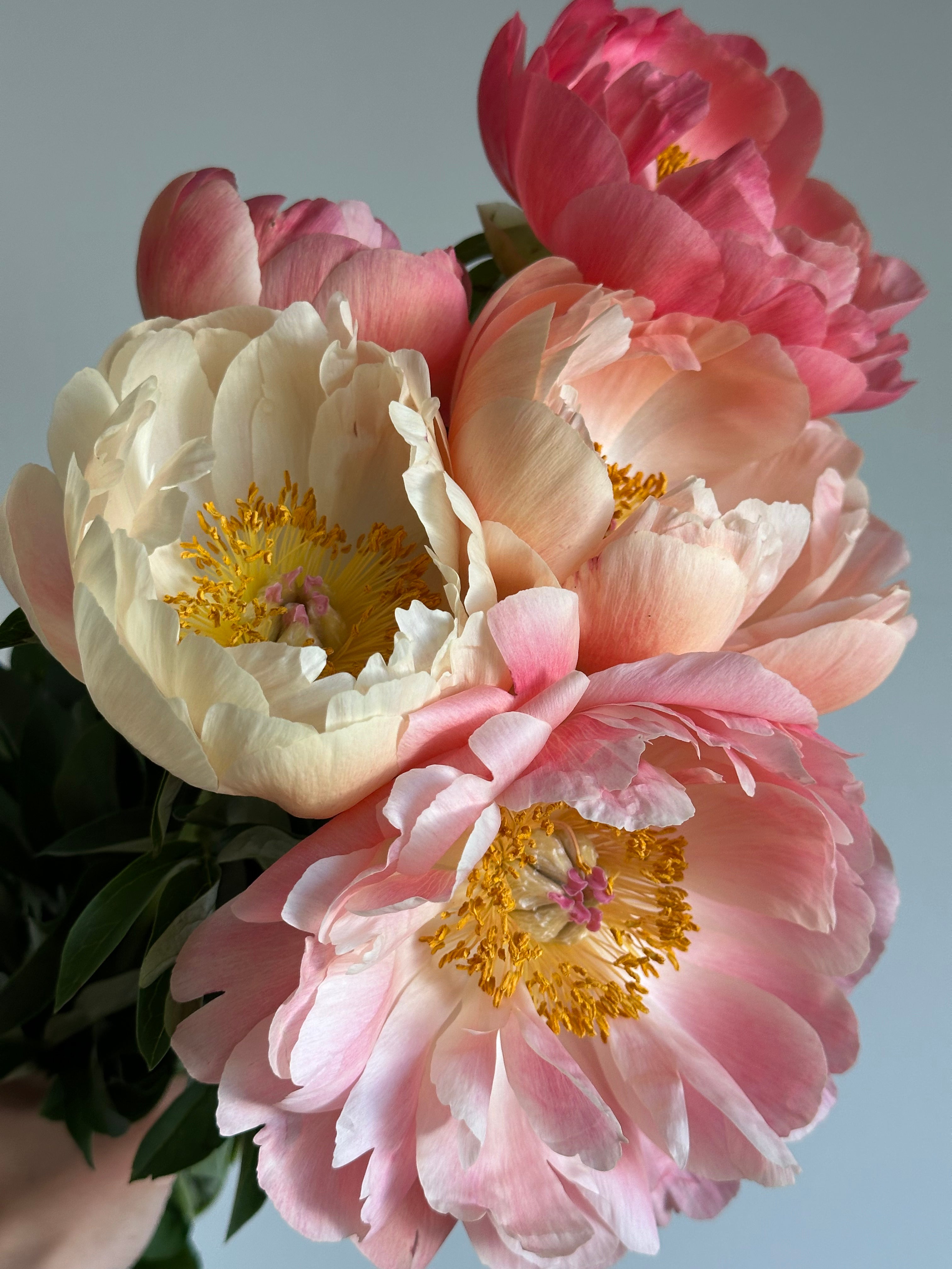 Peony King's Day
