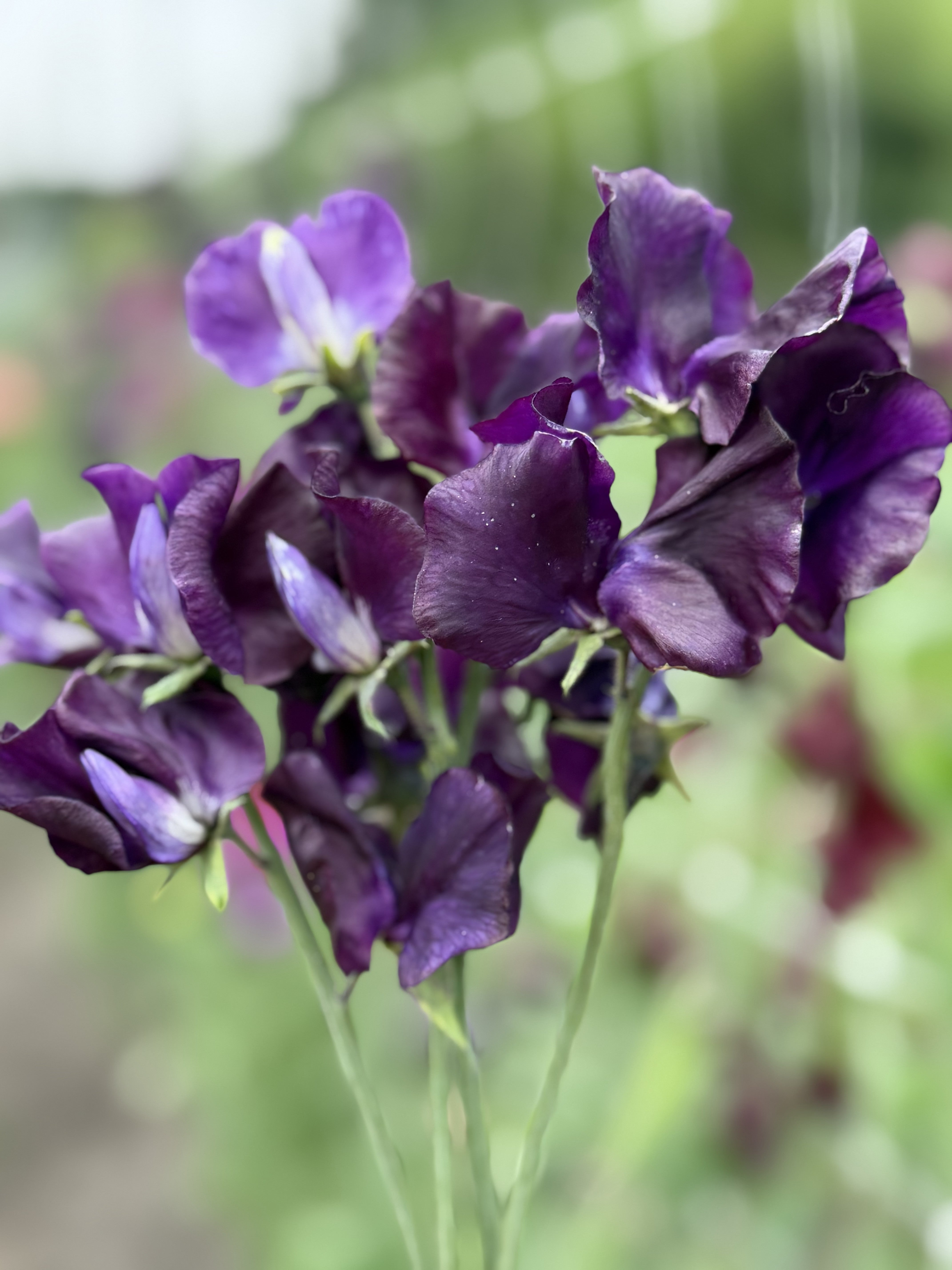 Sweet Pea Just Jenny - FluffyFlower