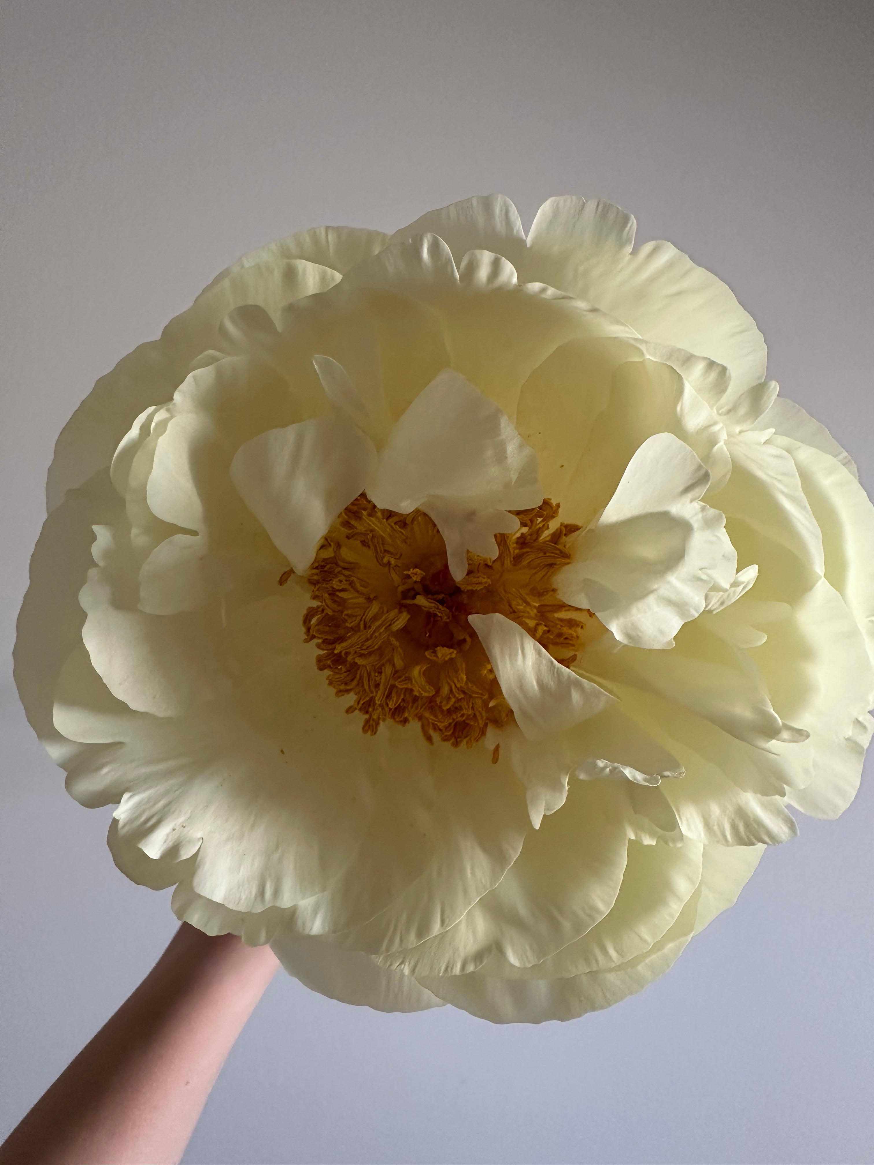 Peony Lemon Chiffon