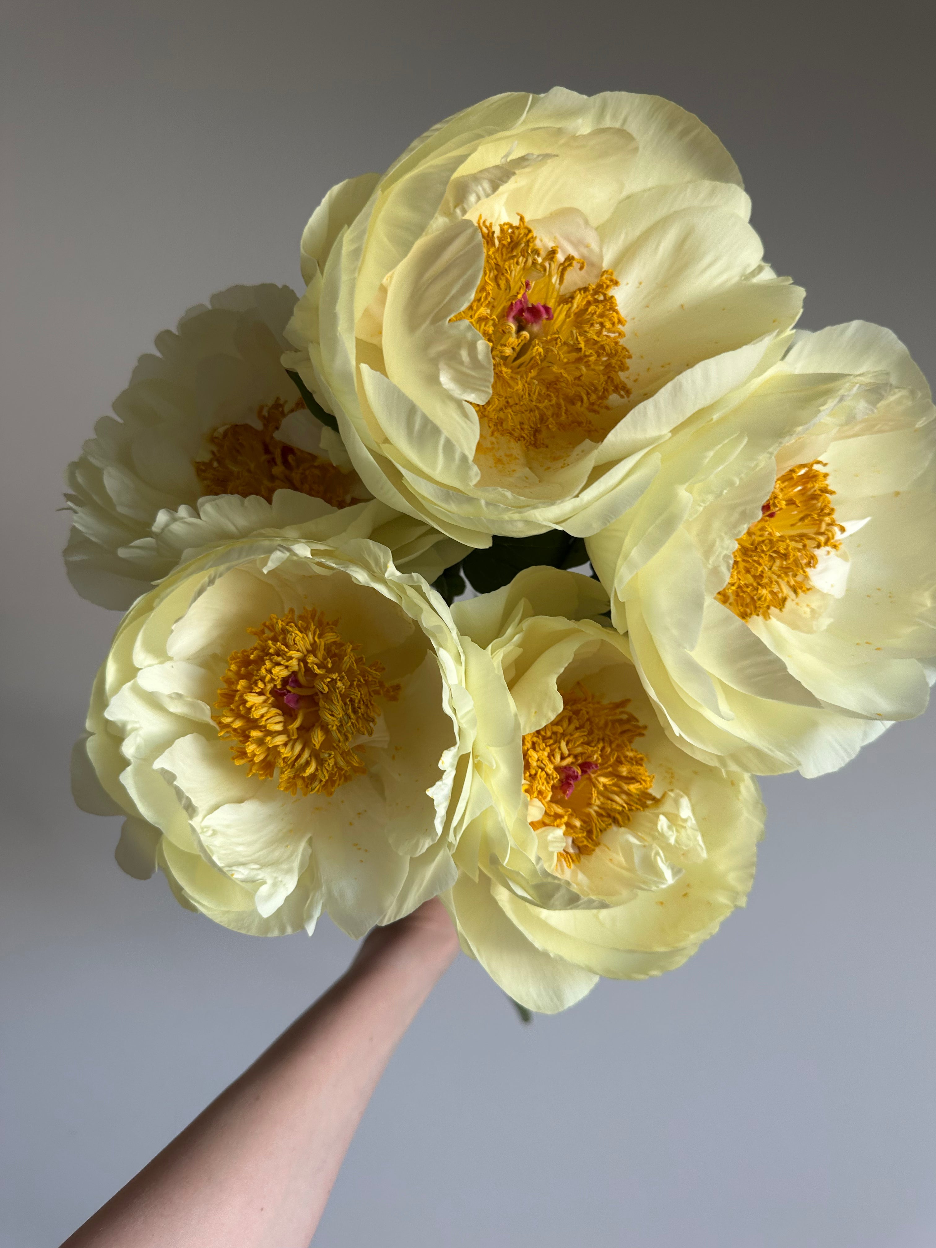 Peony Lemon Chiffon