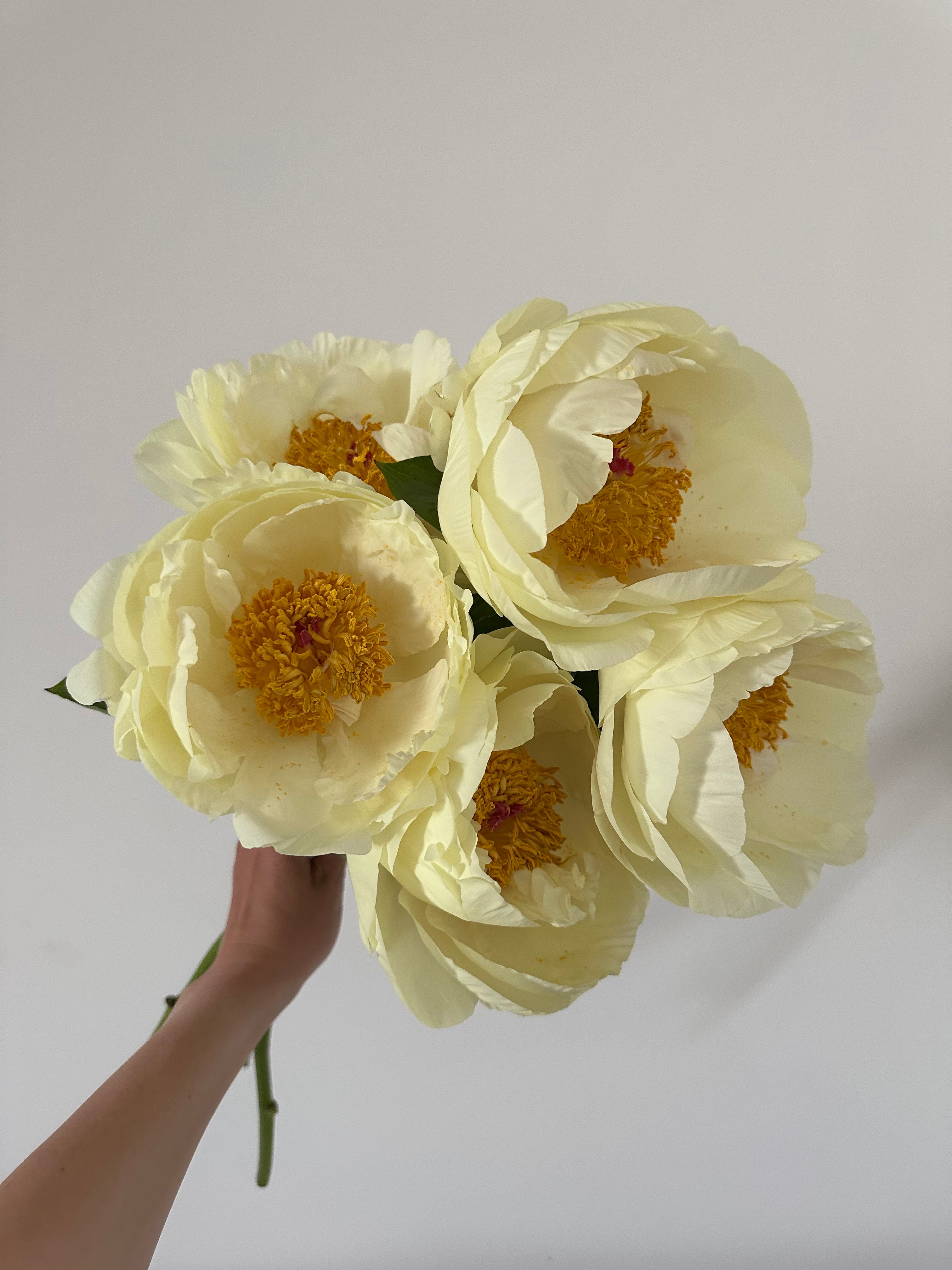 Peony Lemon Chiffon
