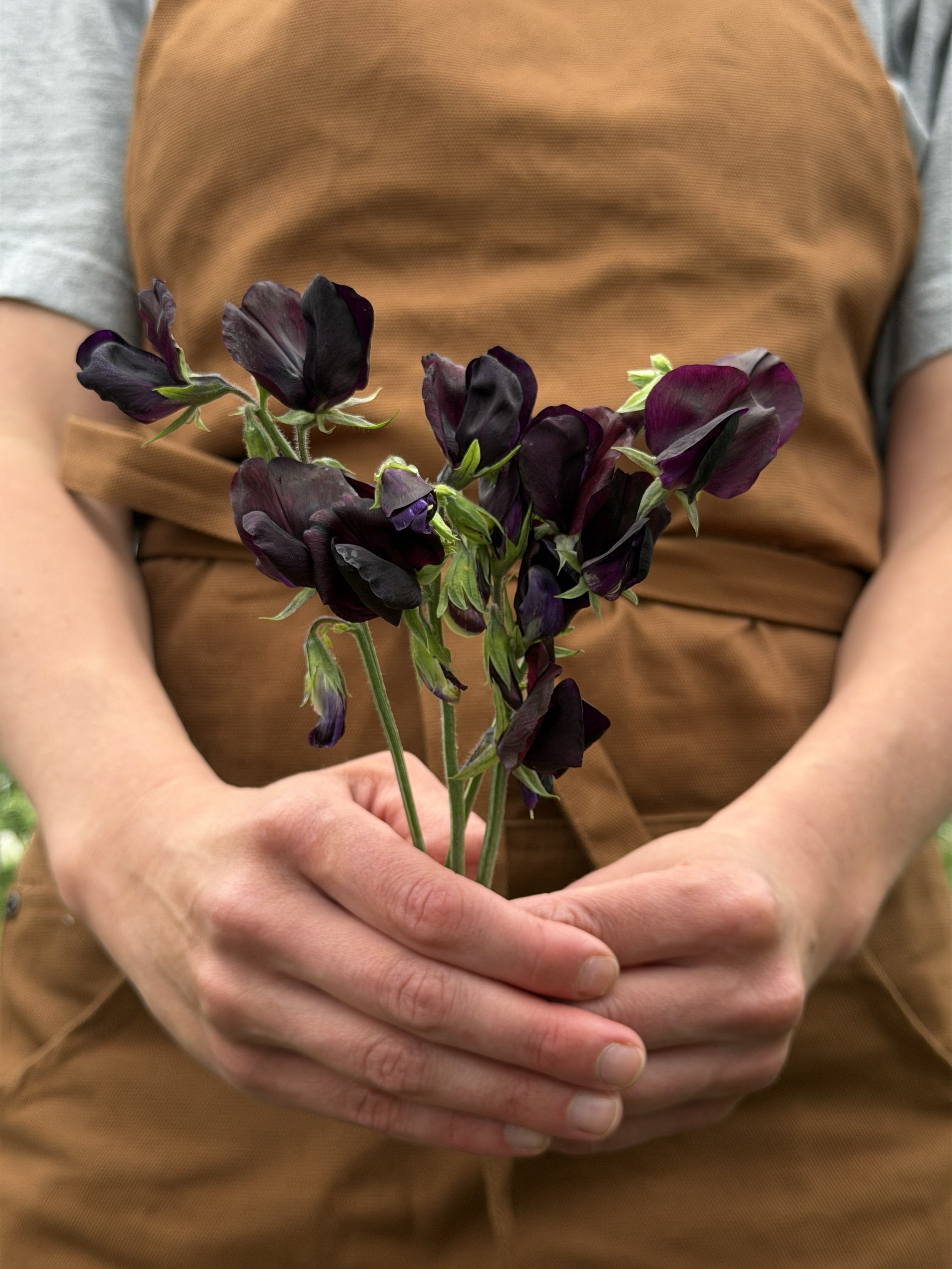 Sweet Pea Almost Black - FluffyFlower