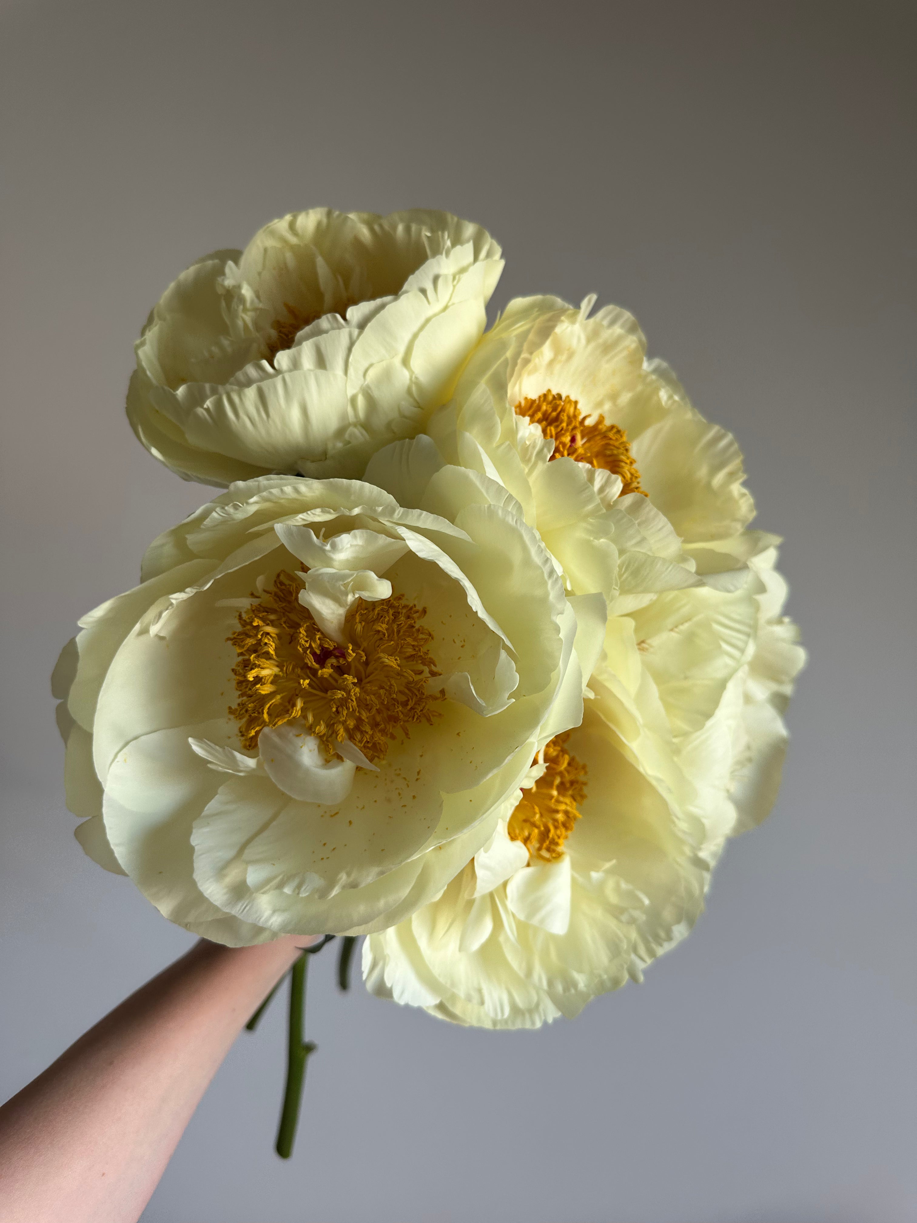 Peony Lemon Chiffon